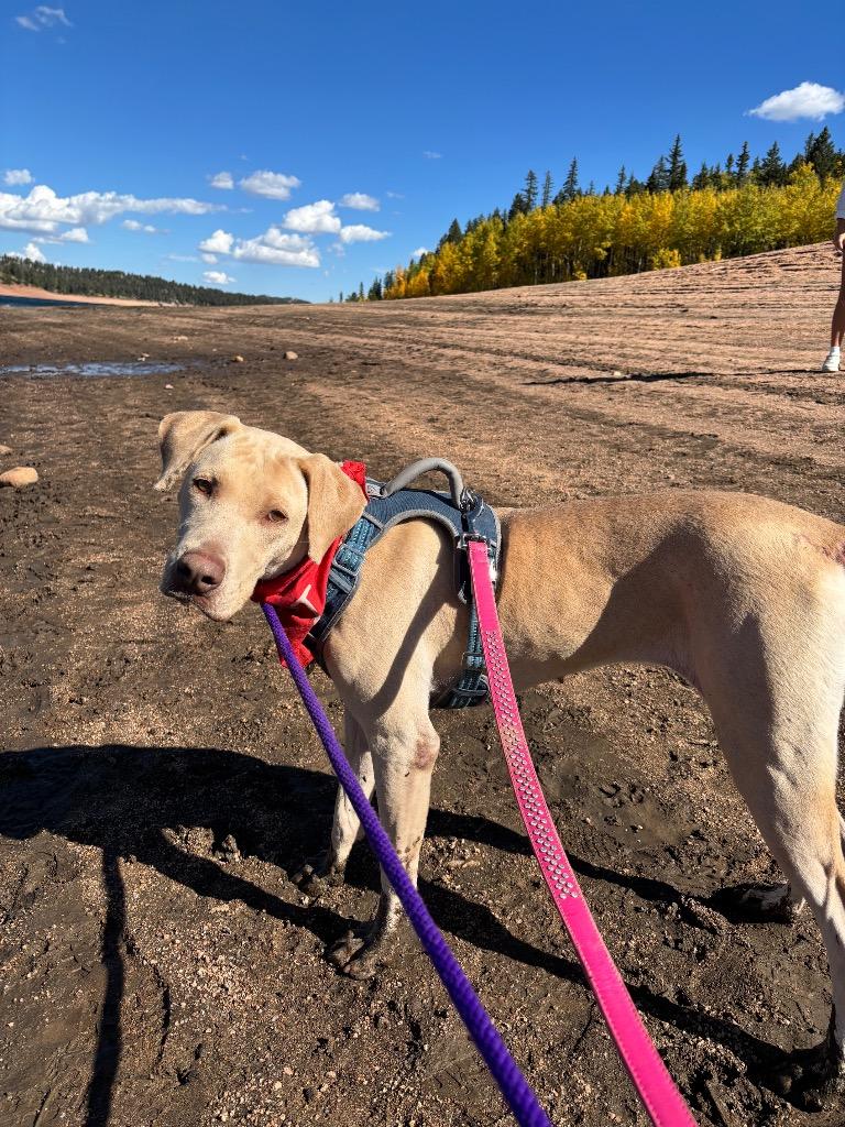 Vomma, a Adoptable mixed breed in Fort Lupton, CO image 5/6
