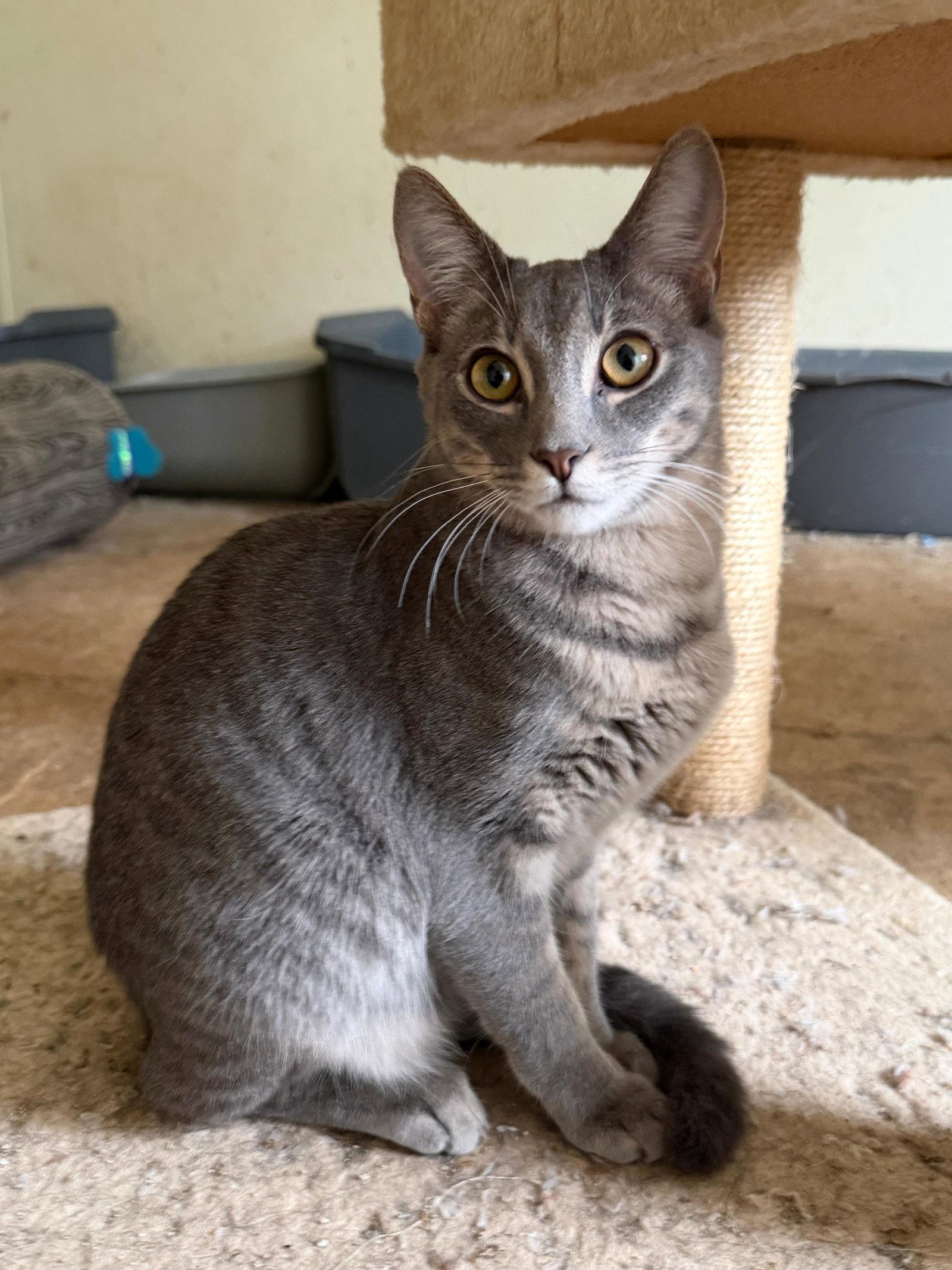 World, Adoptable, Kitten Male Domestic Short Hair & Tabby.