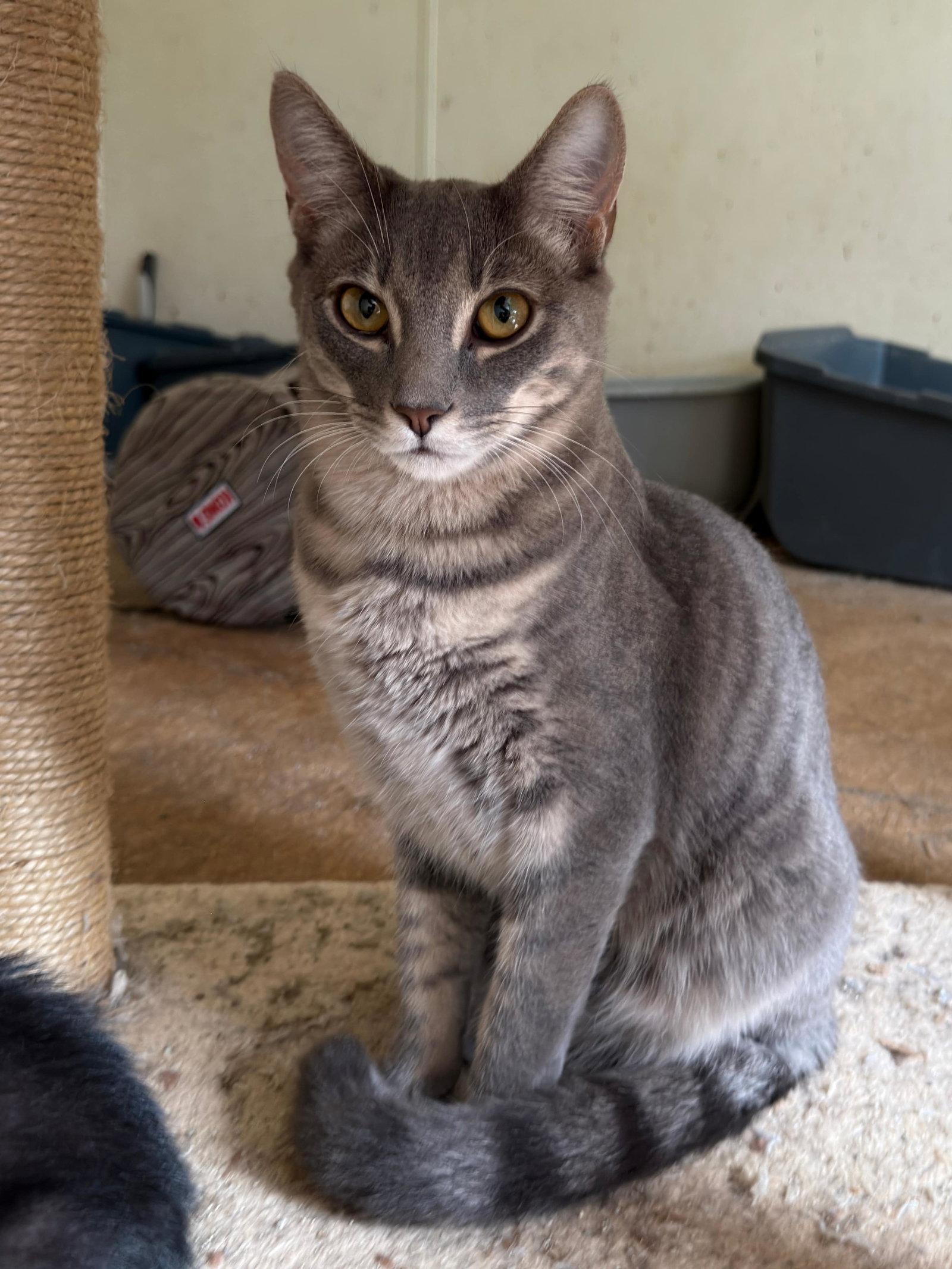 Enlarge World, a Adoptable mixed breed in Attalla, AL image 2/3