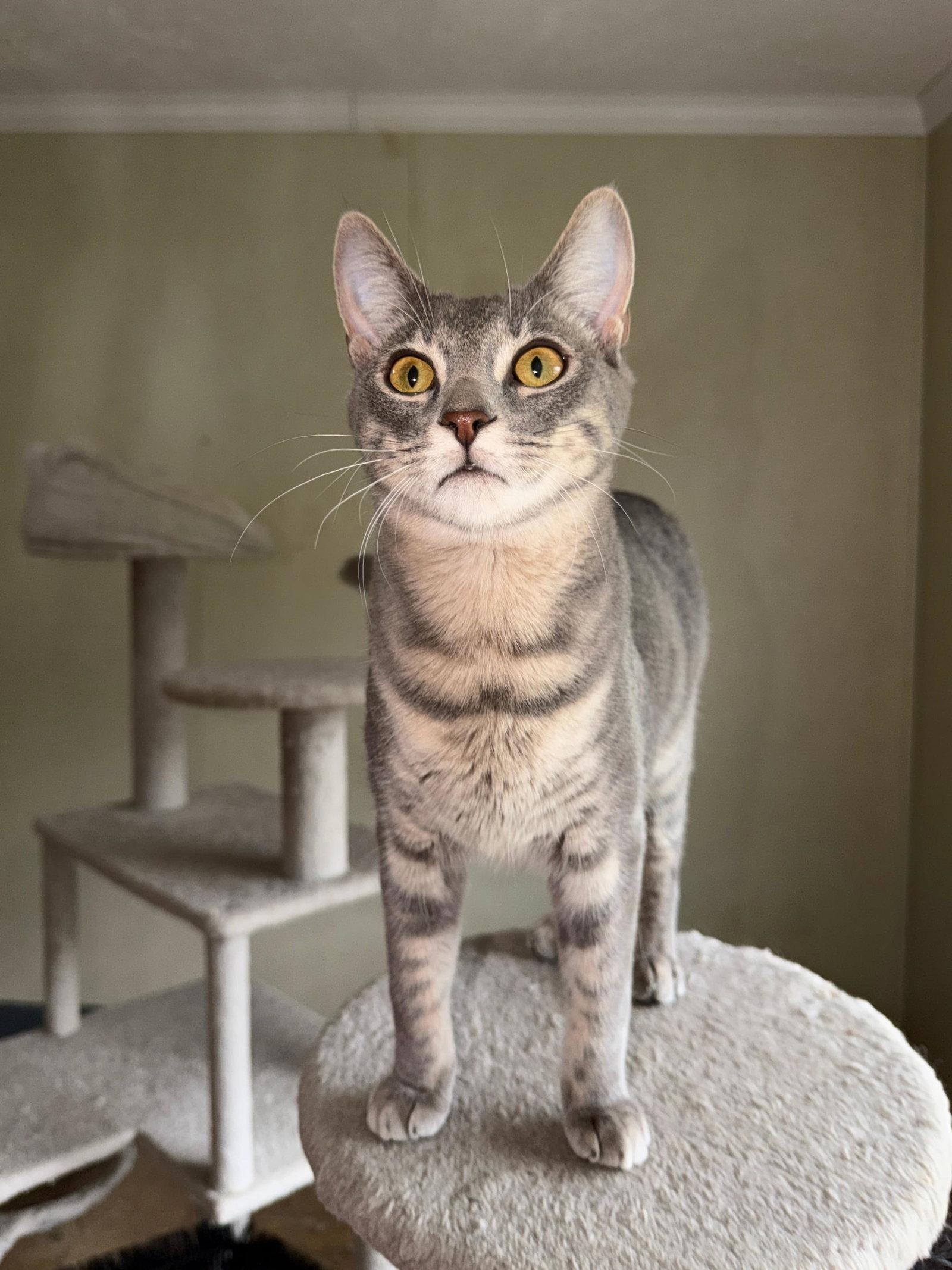 Enlarge World, a Adoptable mixed breed in Attalla, AL image 3/3