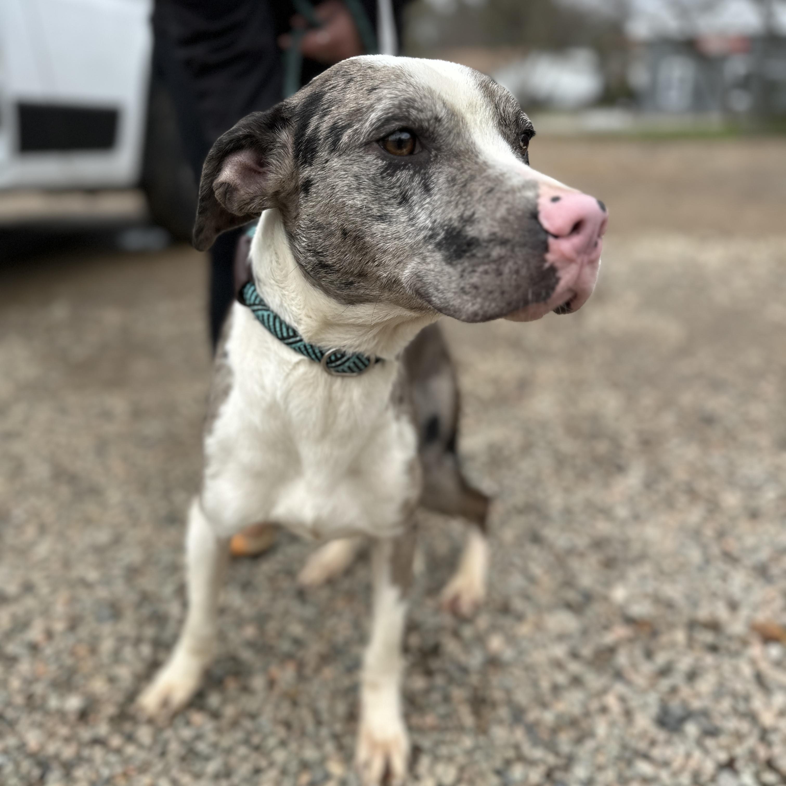 Wilbur — thumbnail 2