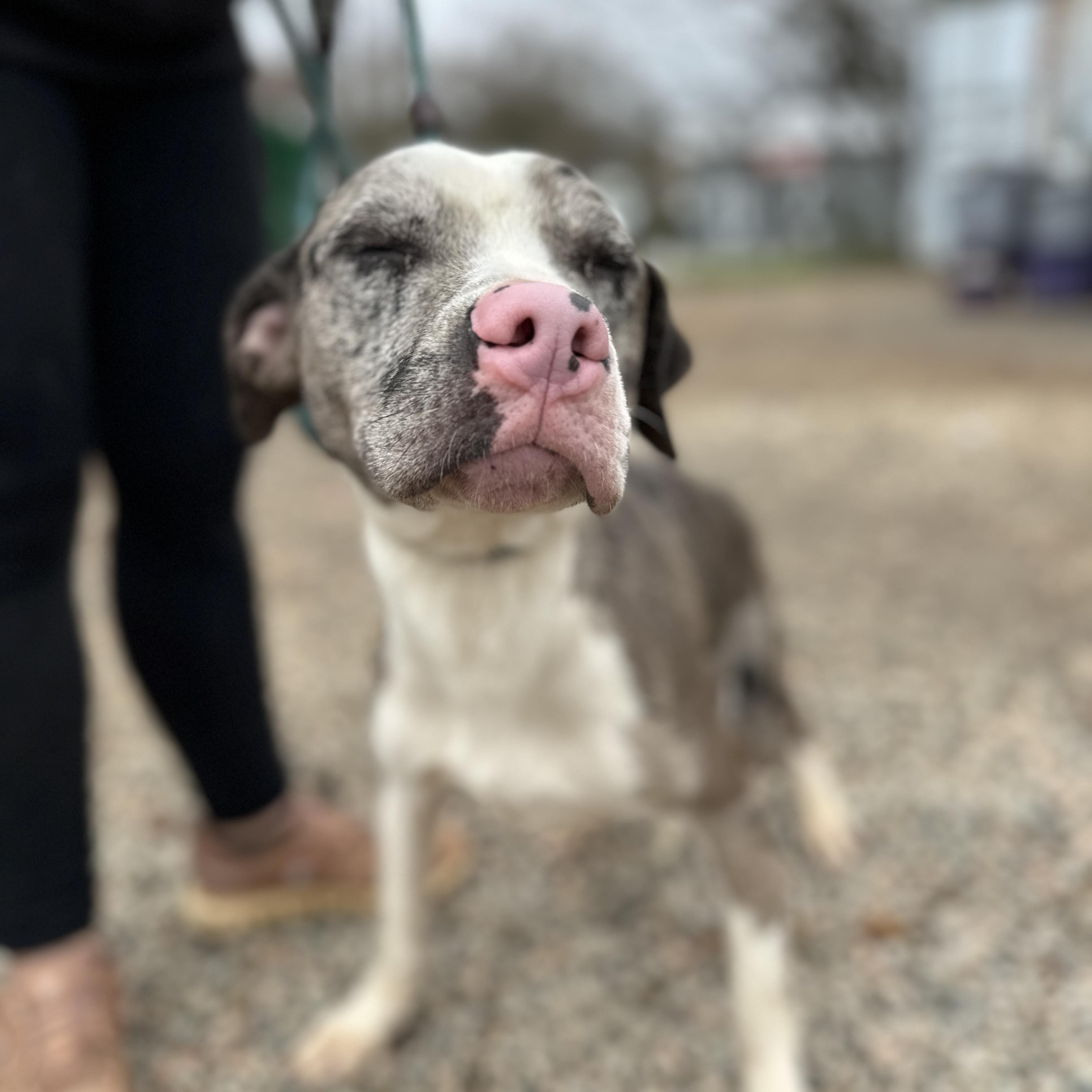 Wilbur — thumbnail 3