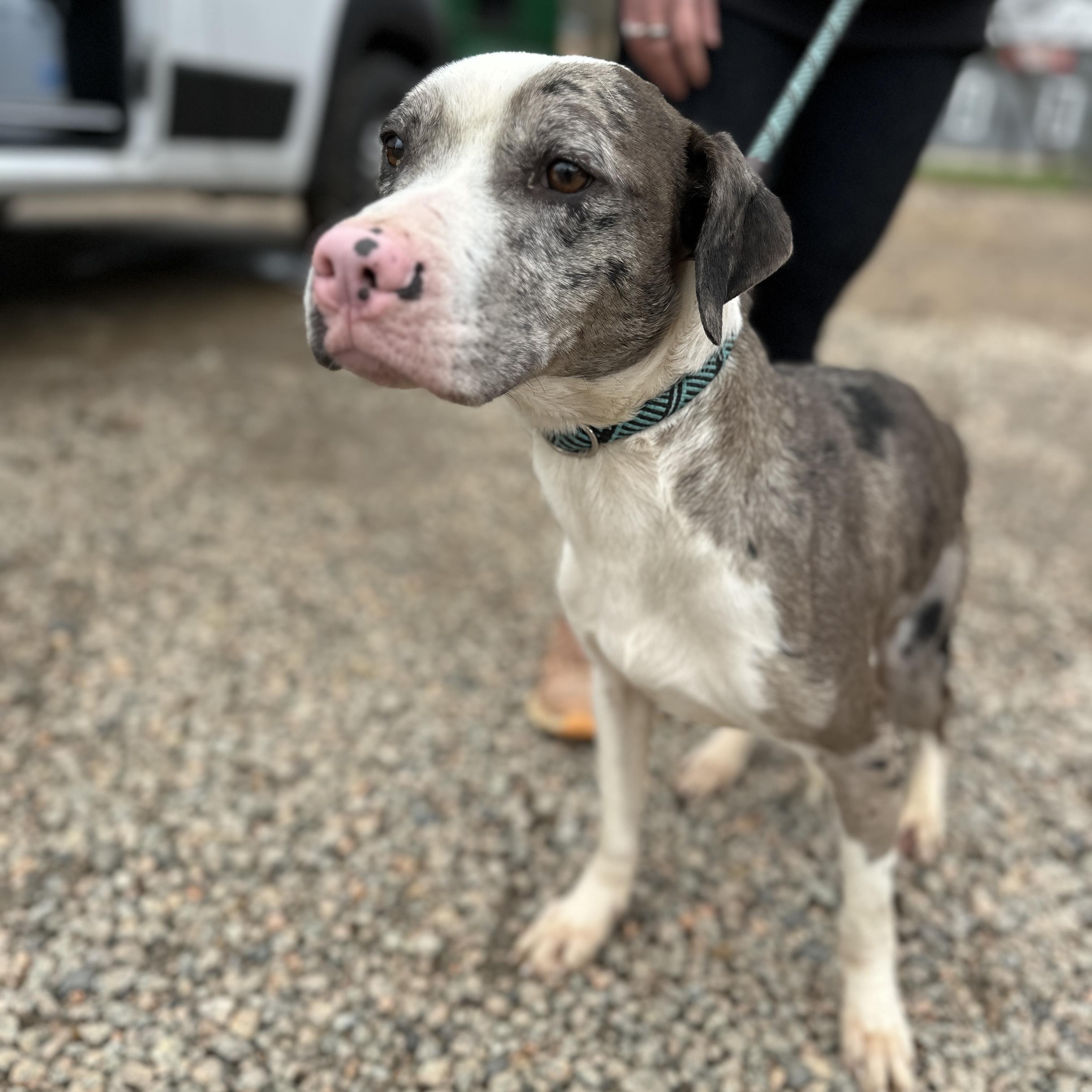 Wilbur — thumbnail 4