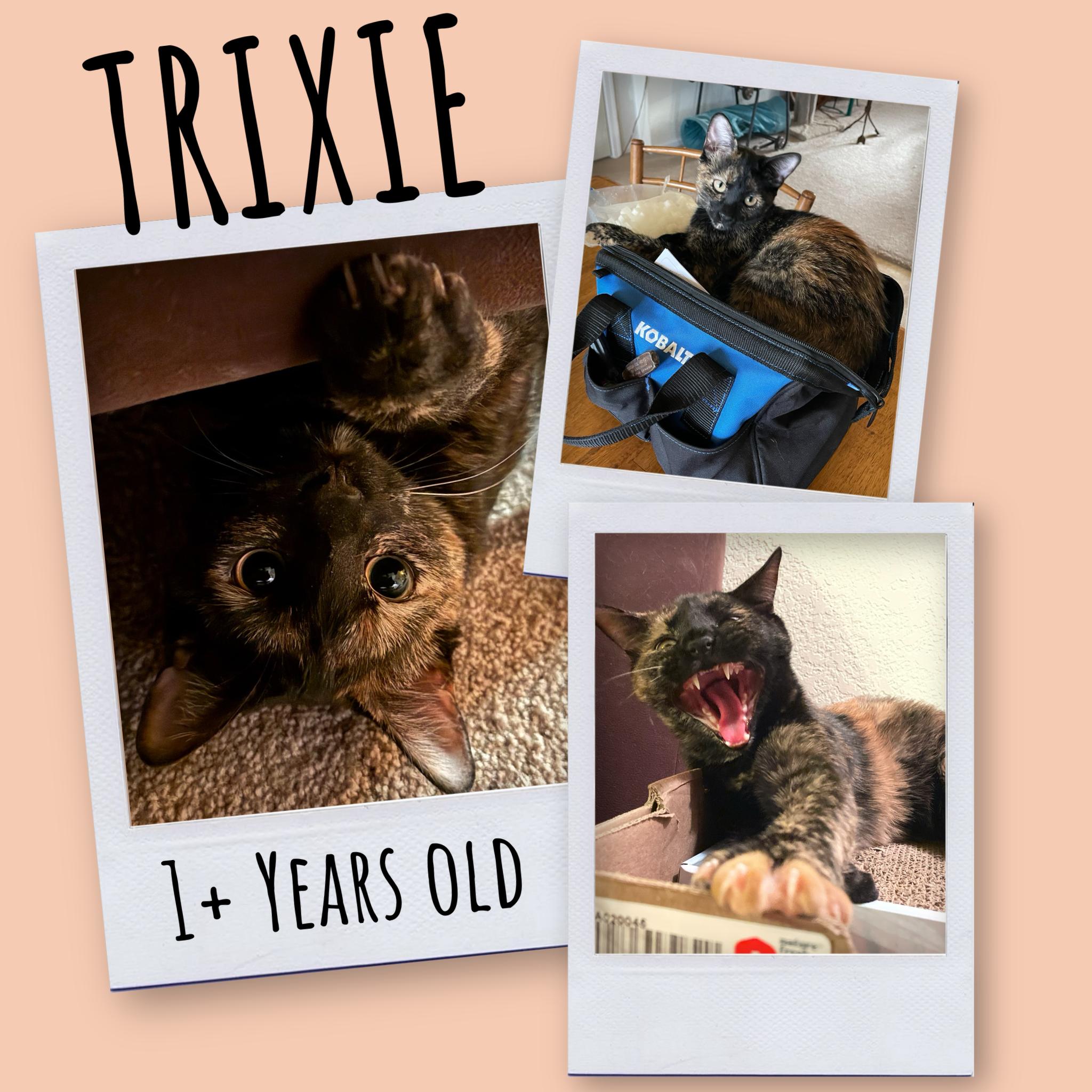 Trixie, an adoptable Domestic Short Hair in Clarkdale, AZ, 86324 | Photo Image 1