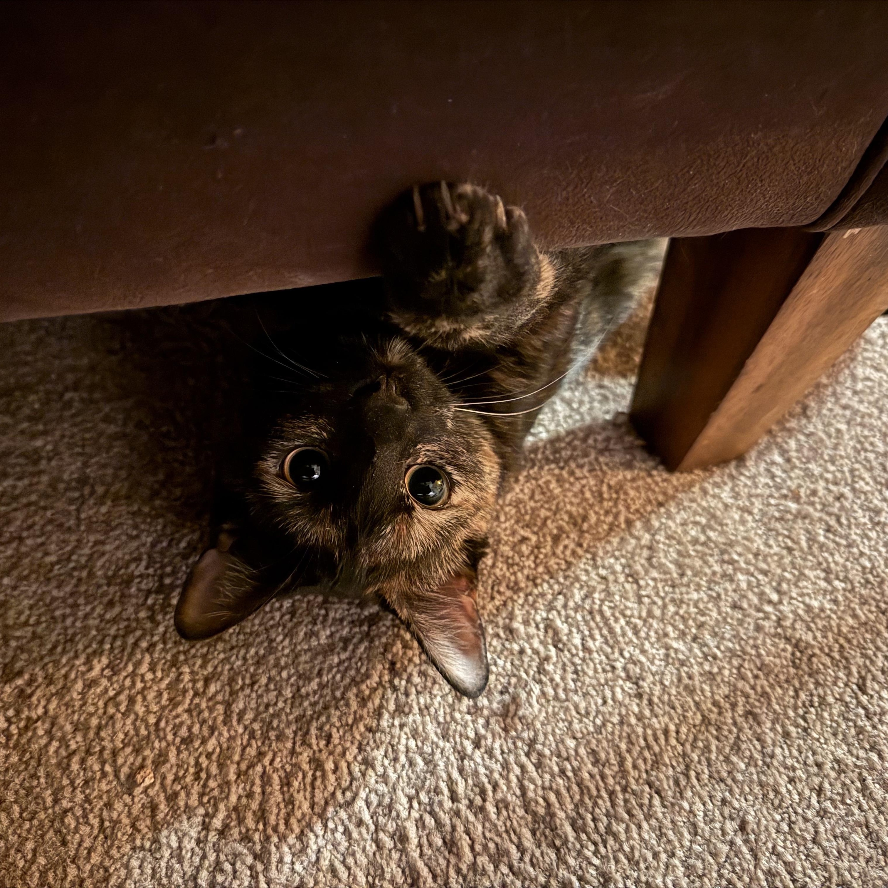 Trixie, an adoptable Domestic Short Hair in Clarkdale, AZ, 86324 | Photo Image 2