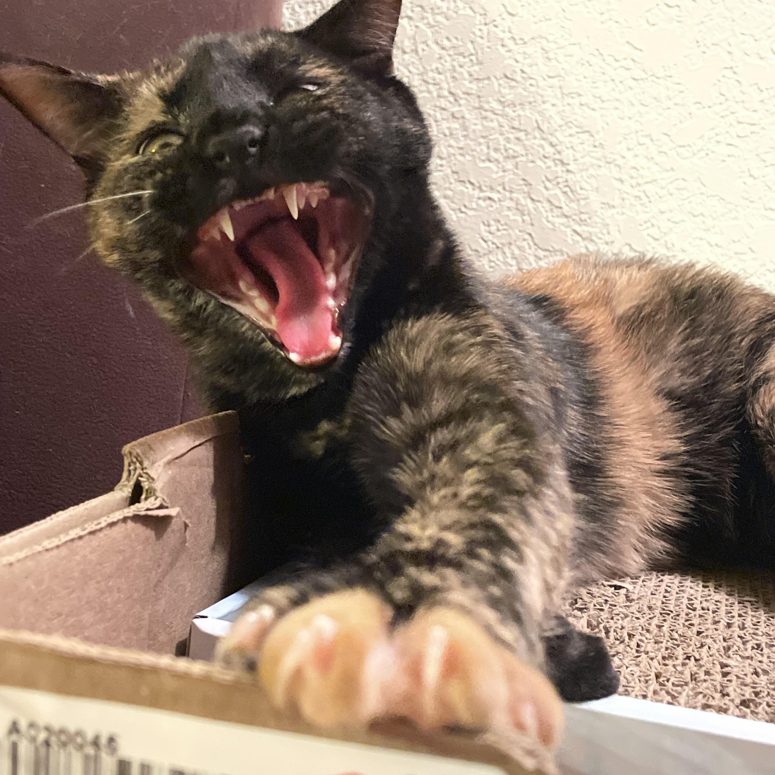 Trixie, an adoptable Domestic Short Hair in Clarkdale, AZ, 86324 | Photo Image 3