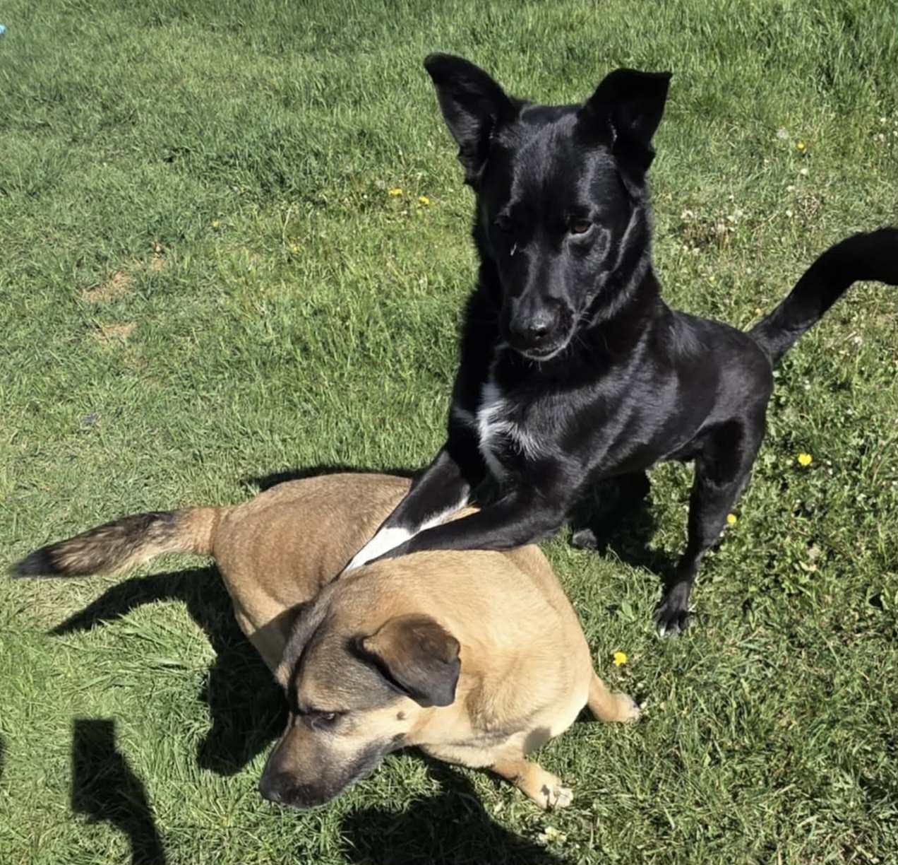 Callahan - Courtesy Listing see info, an adoptable Mixed Breed in Polson, MT, 59860 | Photo Image 4