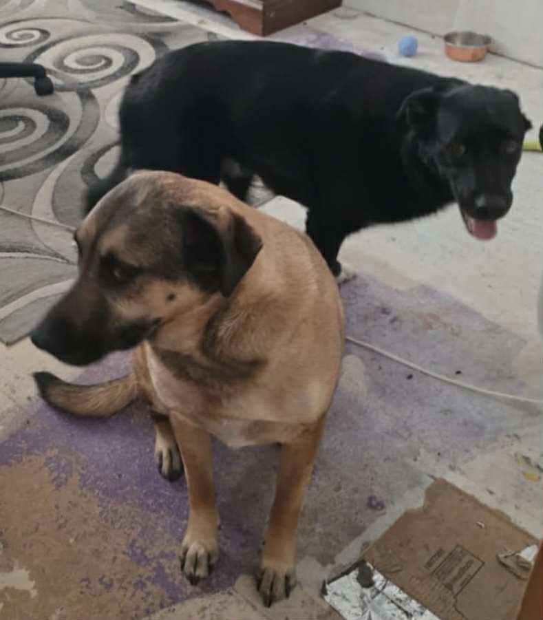 Callahan - Courtesy Listing see info, an adoptable Mixed Breed in Polson, MT, 59860 | Photo Image 1