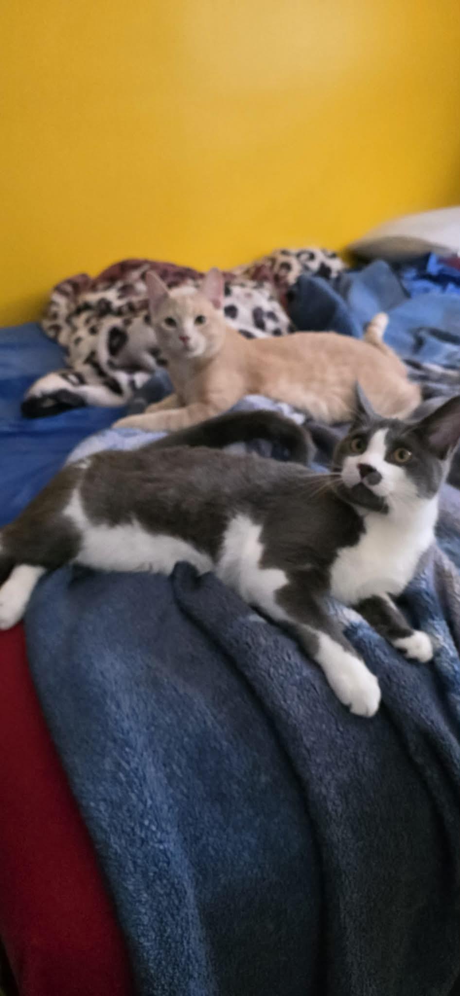 Enlarge Teddy & Titus (bonded brothers) , a Adoptable Domestic Short Hair in Ann Arbor, MI image 2/4