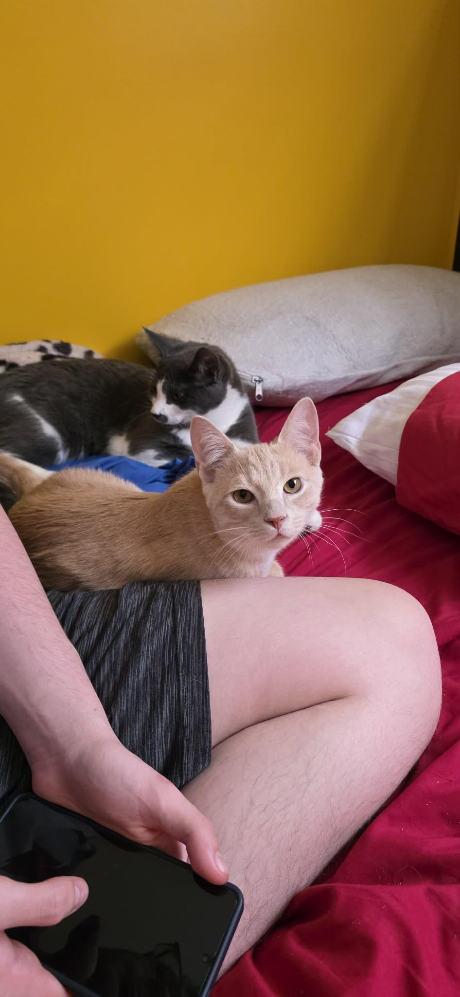 Enlarge Teddy & Titus (bonded brothers) , a Adoptable Domestic Short Hair in Ann Arbor, MI image 3/4