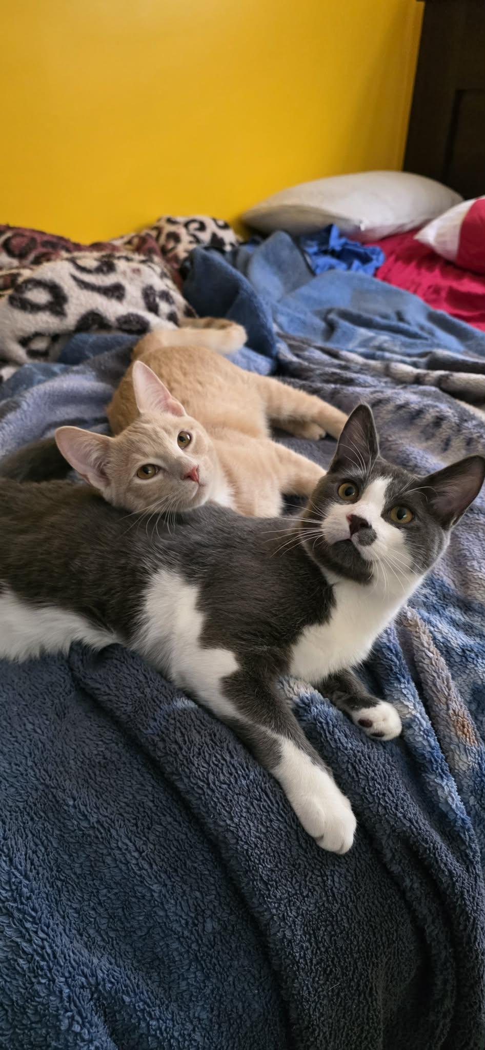 Teddy & Titus (bonded brothers) , Adoptable, Young Male Domestic Short Hair.