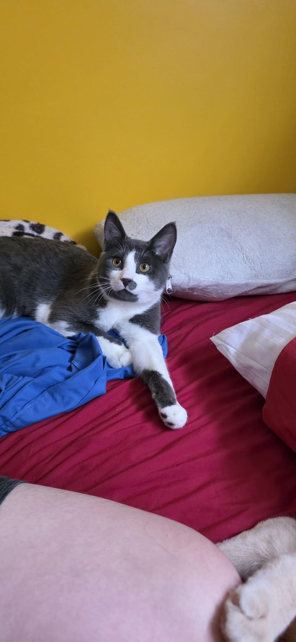 Enlarge Teddy & Titus (bonded brothers) , a Adoptable Domestic Short Hair in Ann Arbor, MI image 4/4