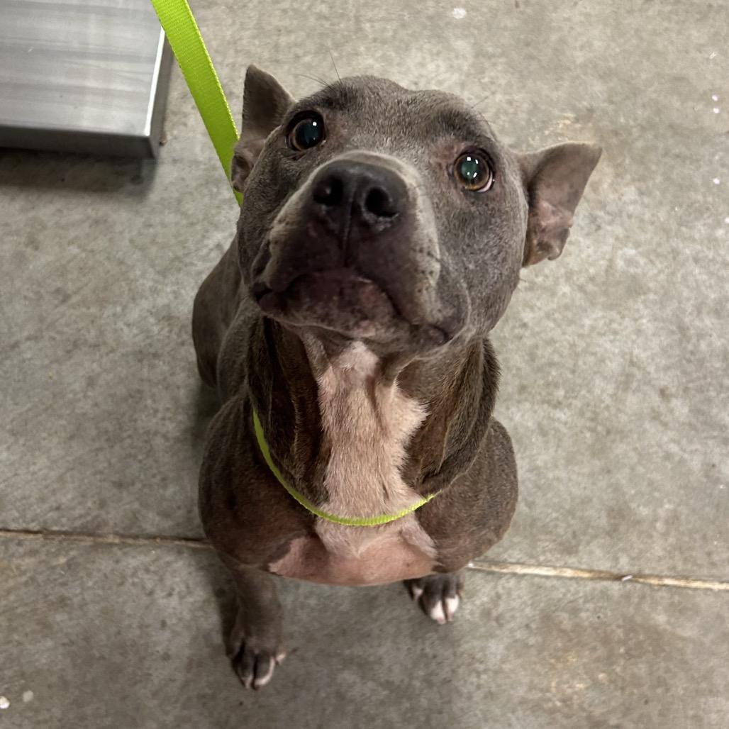 Chanel, Adoptable, Adult Female Mixed Breed.