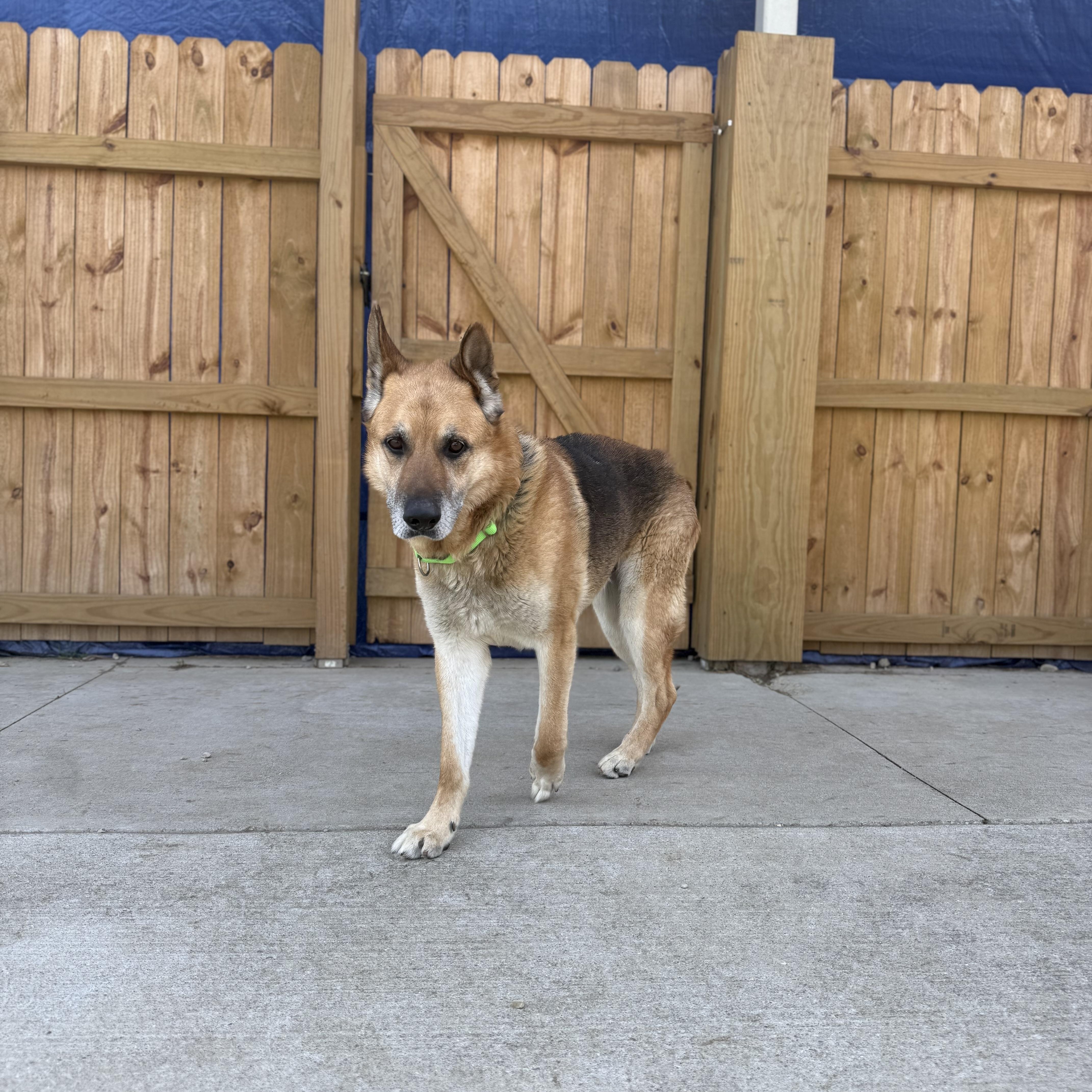 Enlarge Odin, a ADOPTABLE German Shepherd Dog in Monroe, OH image 6/6