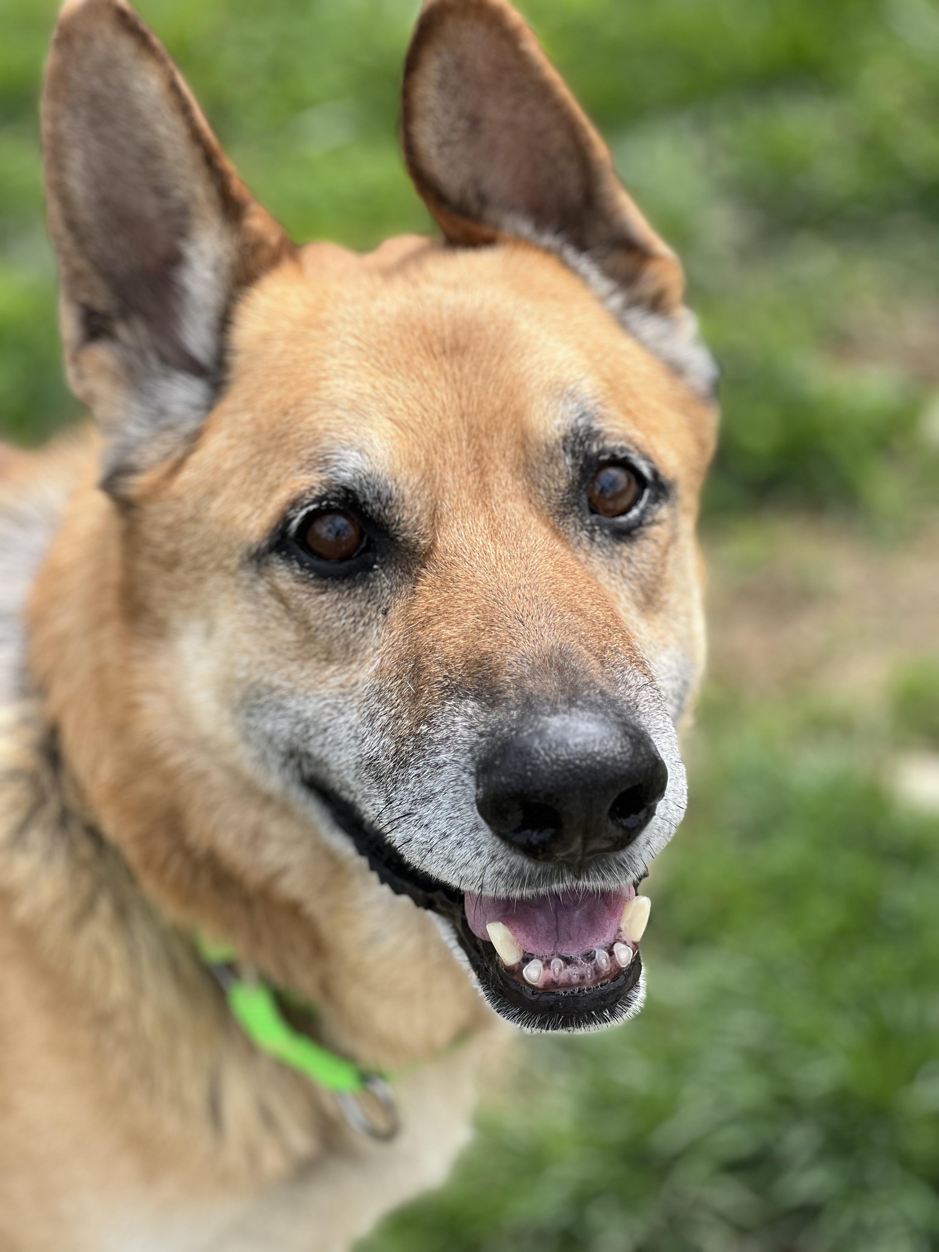 Odin, ADOPTABLE, Adult Male German Shepherd Dog.