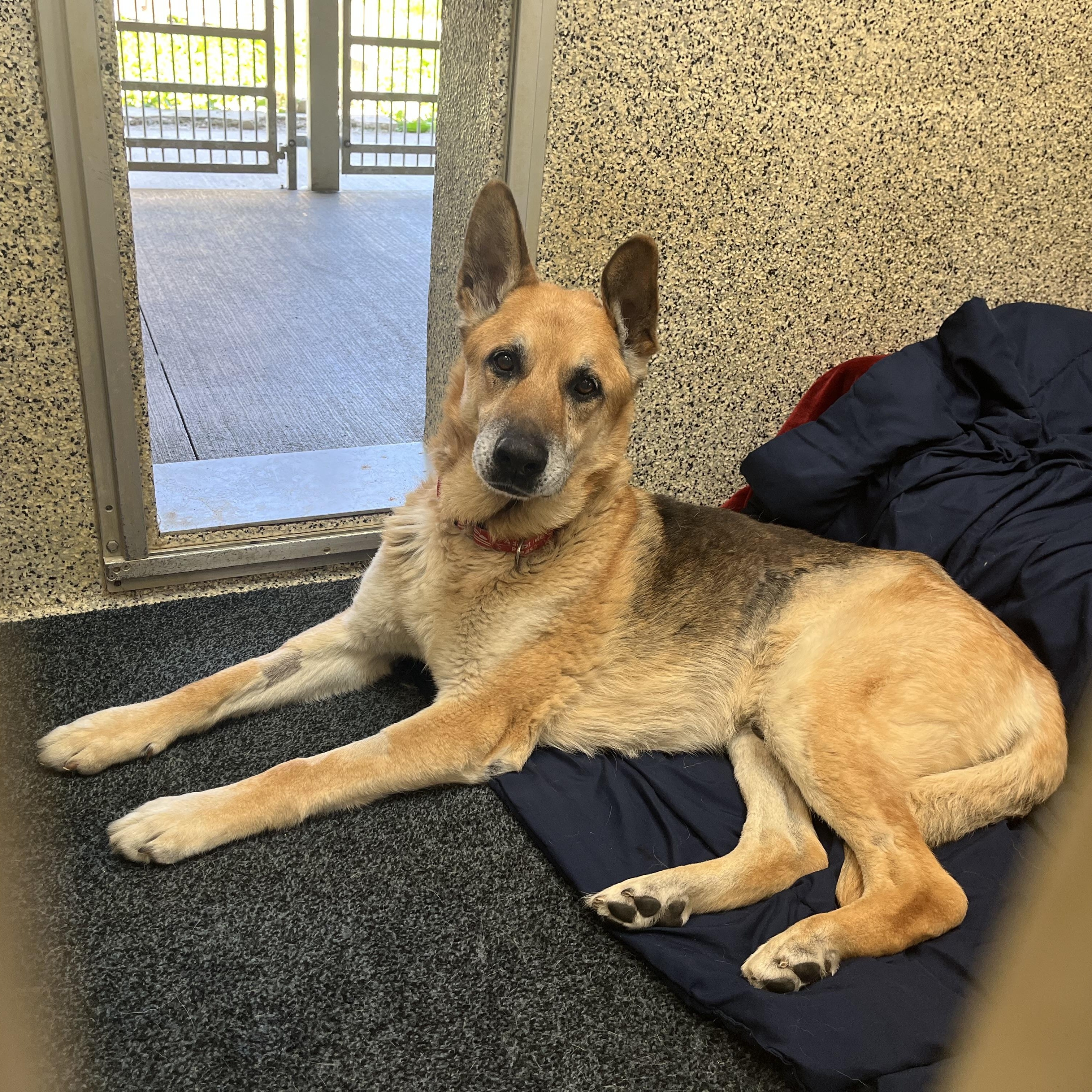 Odin, a ADOPTABLE German Shepherd Dog in Monroe, OH image 6/6