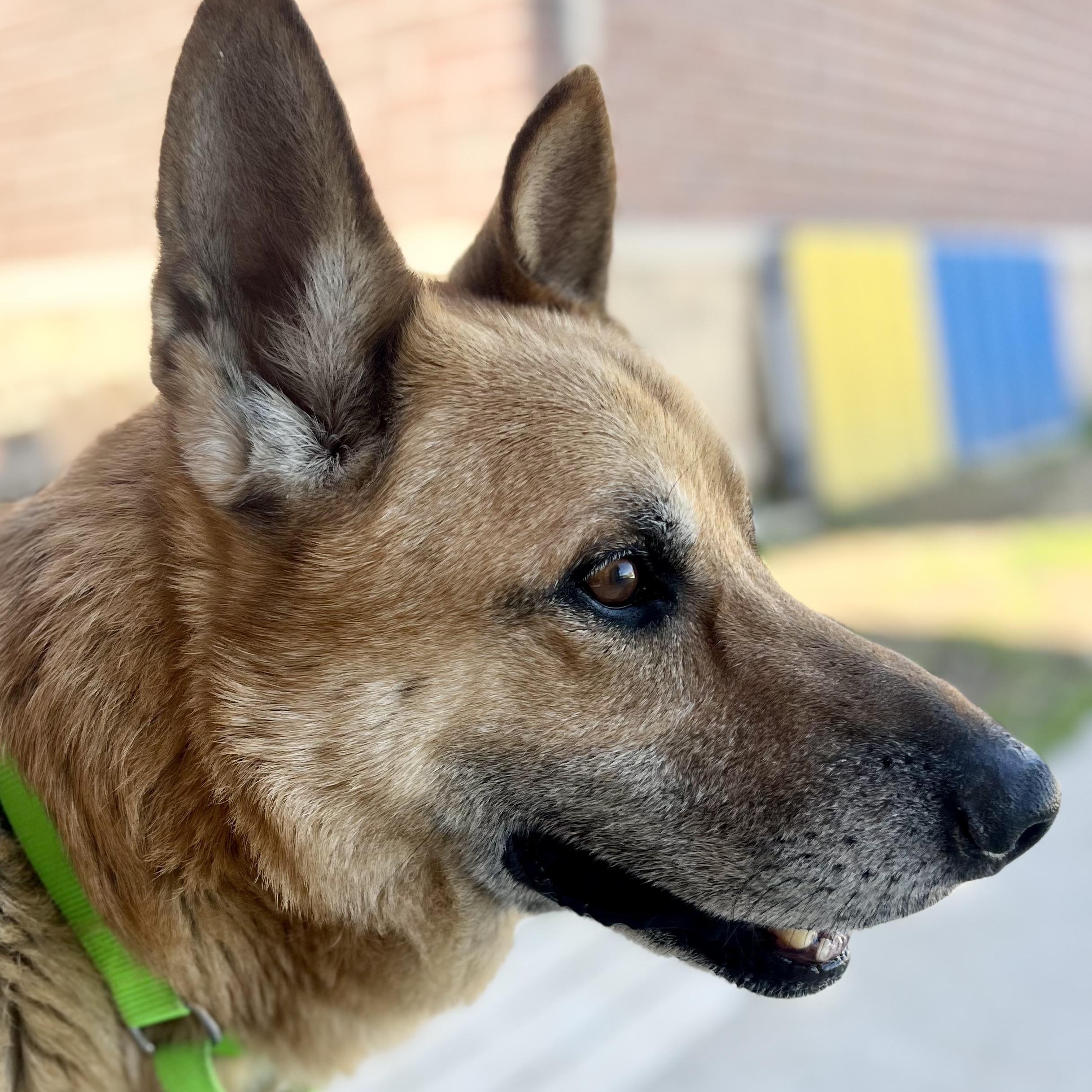 Odin, ADOPTABLE, Senior Male German Shepherd Dog.