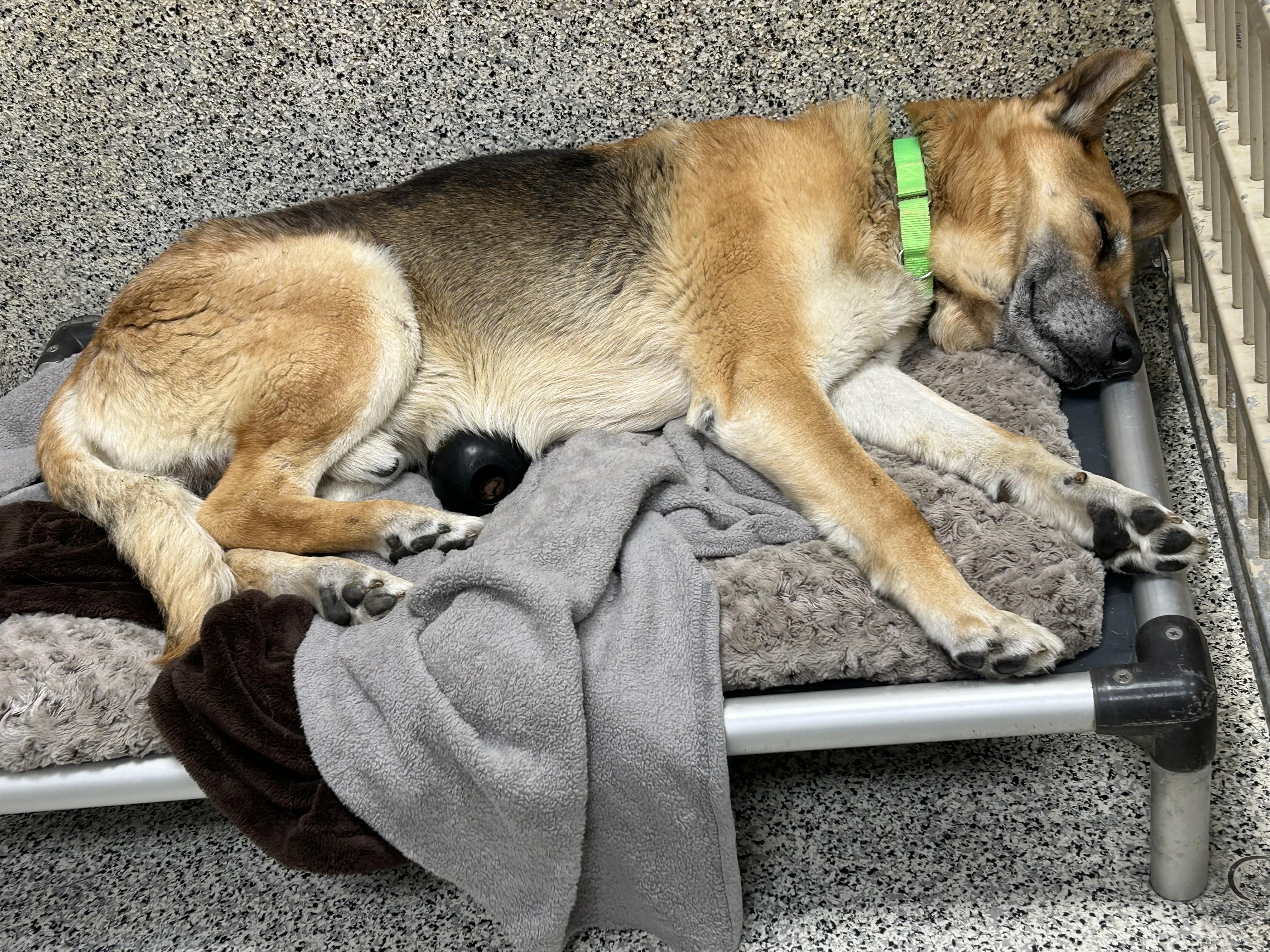 Enlarge Odin, a ADOPTABLE German Shepherd Dog in Monroe, OH image 2/6