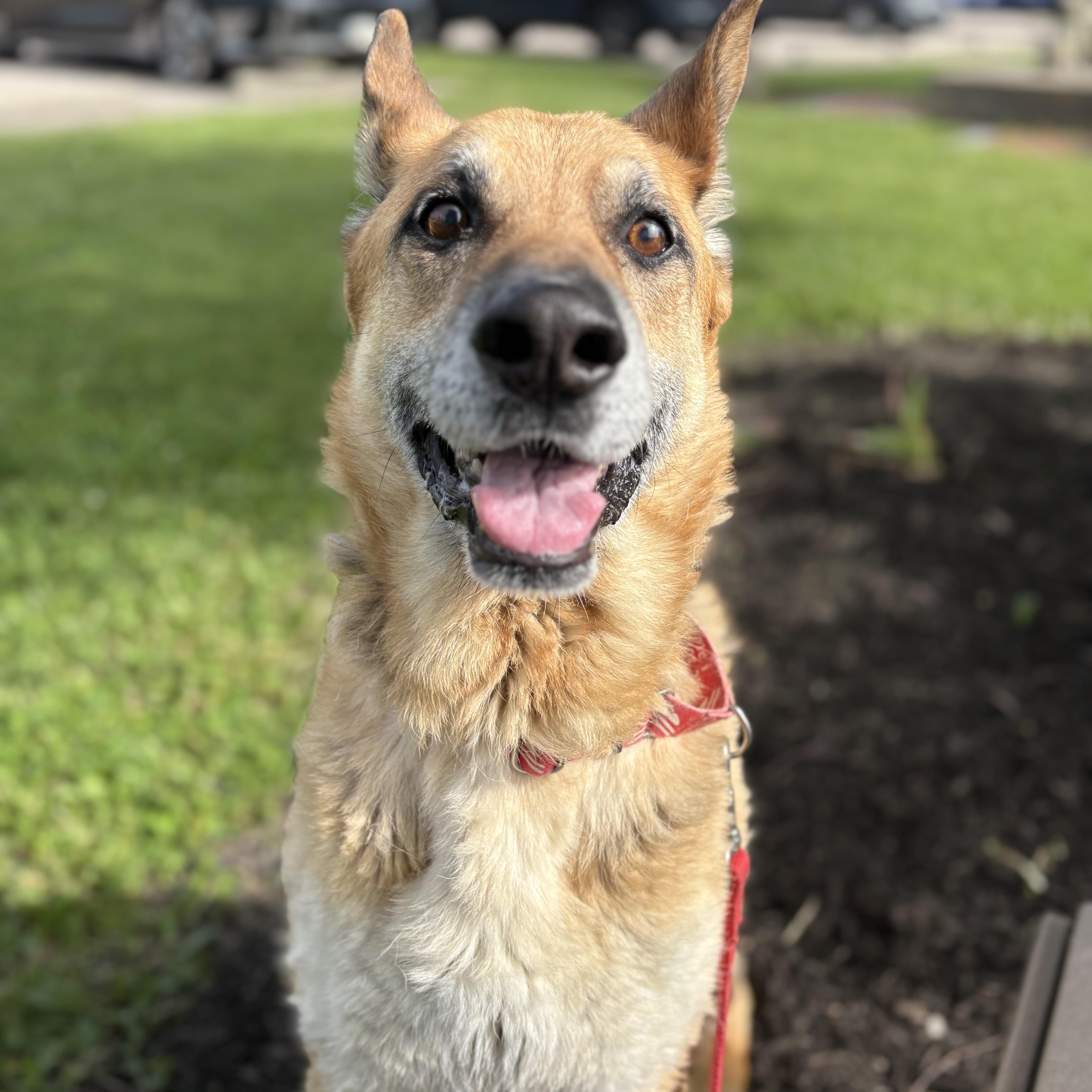 Odin, a ADOPTABLE German Shepherd Dog in Monroe, OH image 5/6