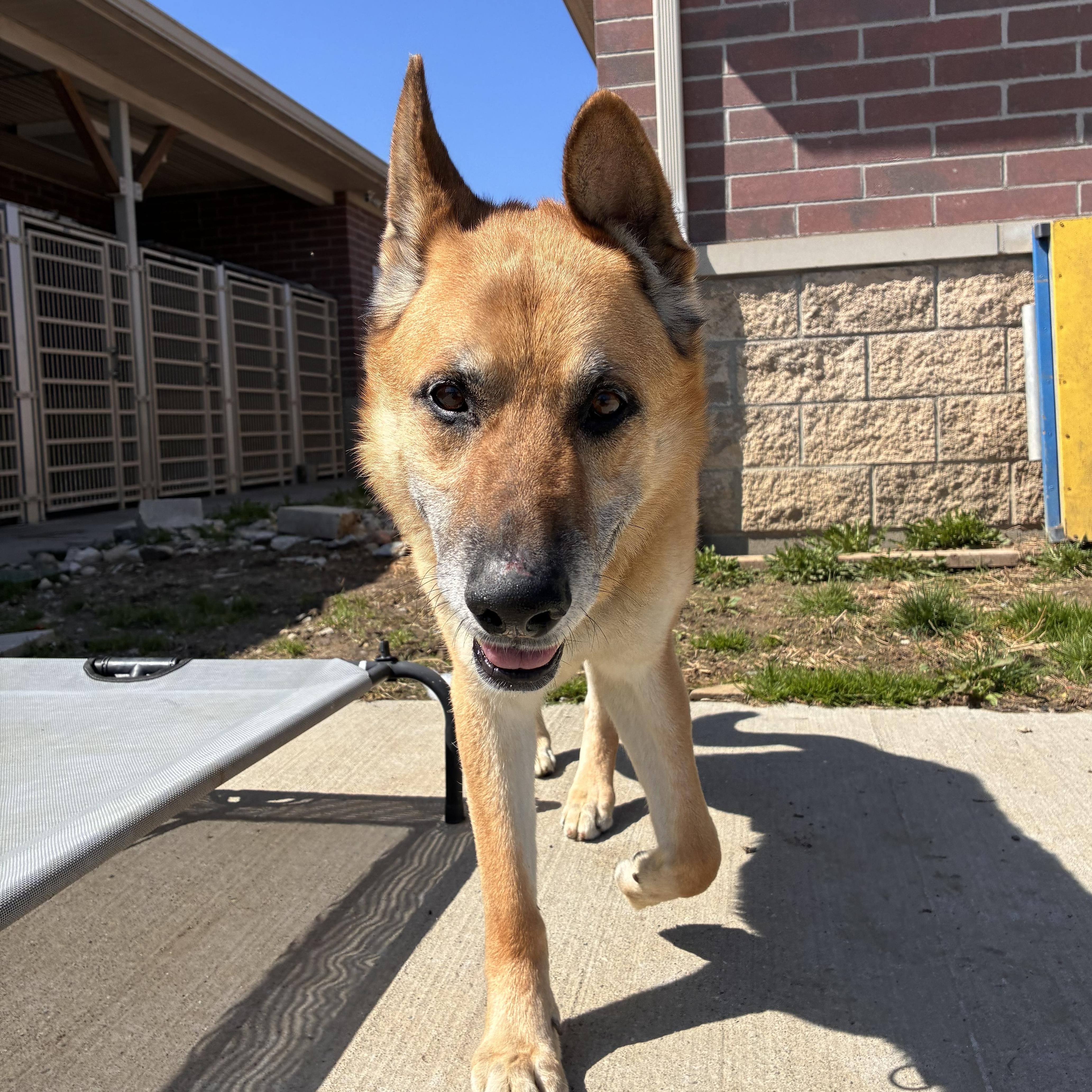 Enlarge Odin, a ADOPTABLE German Shepherd Dog in Monroe, OH image 5/6