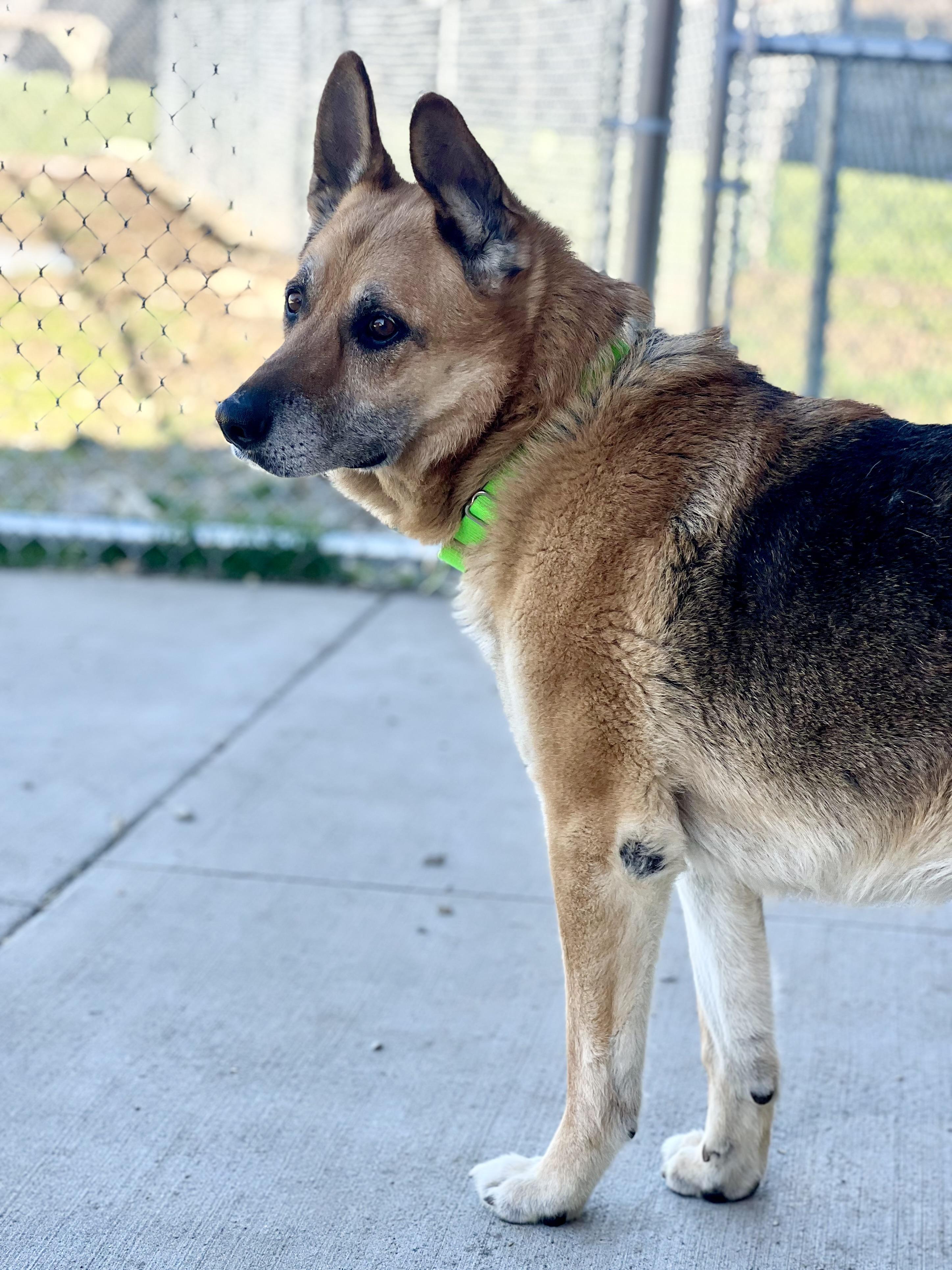 Enlarge Odin, a ADOPTABLE German Shepherd Dog in Monroe, OH image 3/6