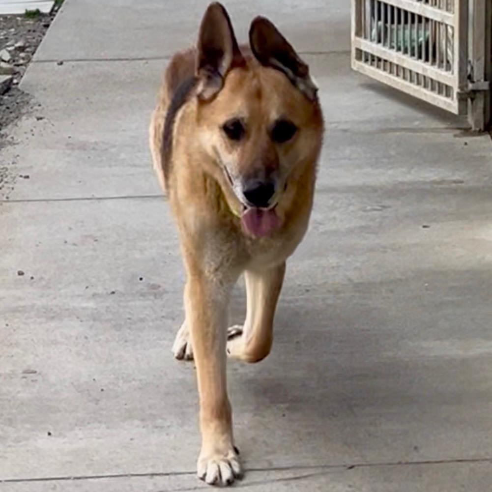 Enlarge Odin, a ADOPTABLE German Shepherd Dog in Monroe, OH image 2/6