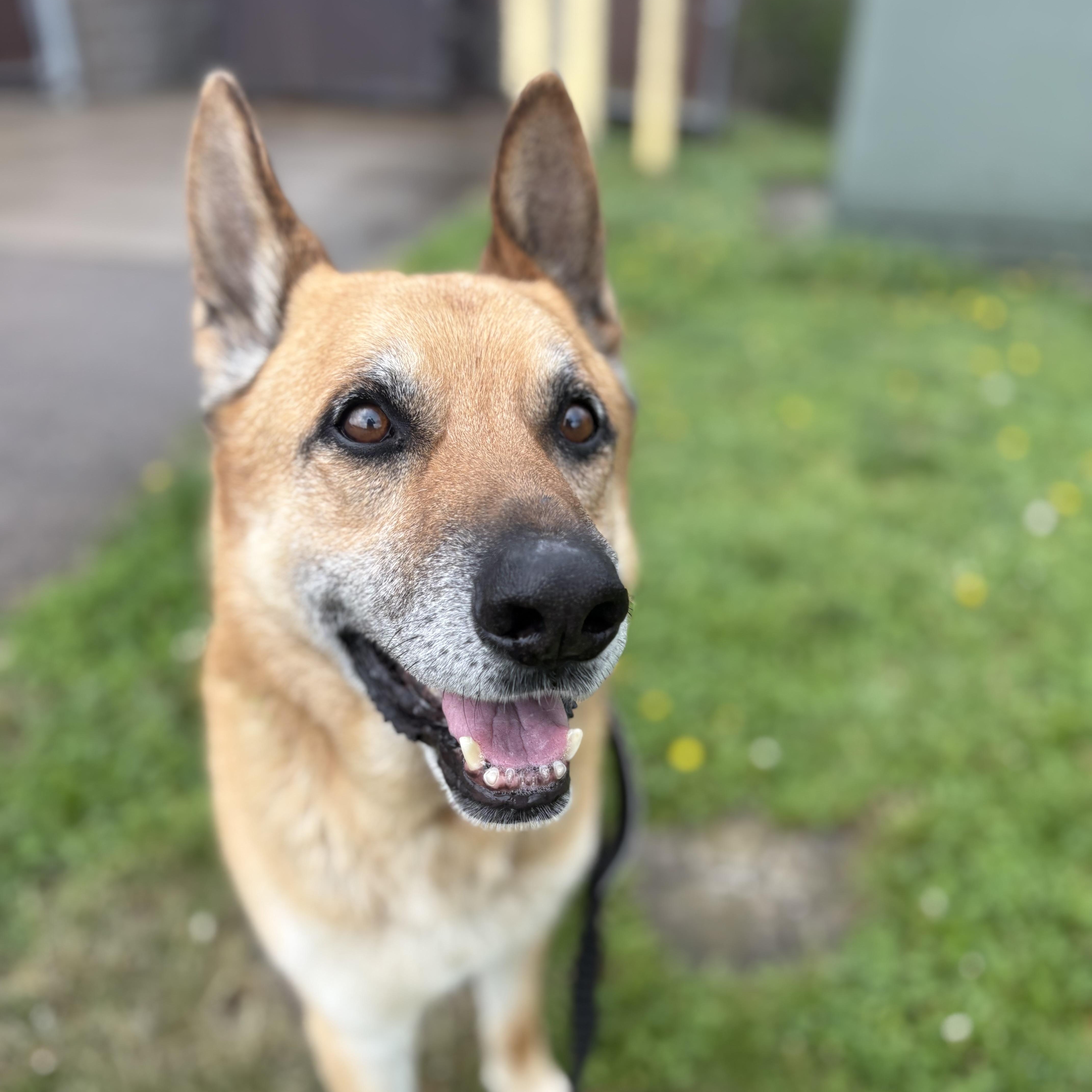 Enlarge Odin, a ADOPTABLE German Shepherd Dog in Monroe, OH image 1/6