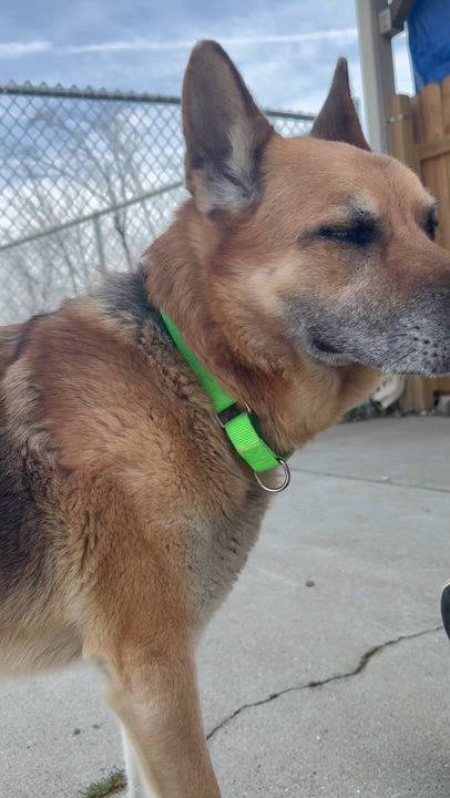 Enlarge Odin, a ADOPTABLE German Shepherd Dog in Monroe, OH video 4/6