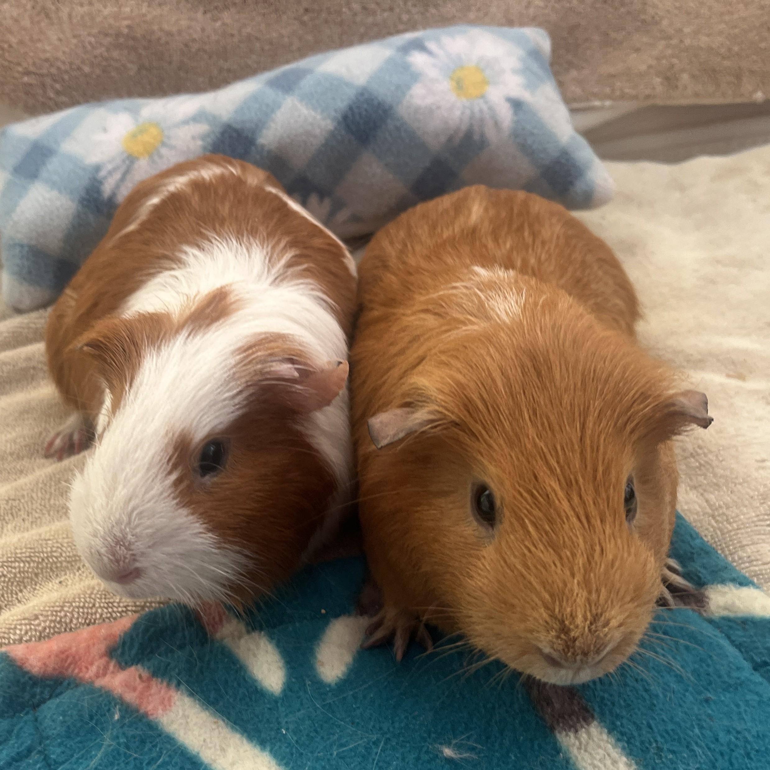 Chai & Latte, a Adoptable mixed breed in Oakland, CA image 1/6