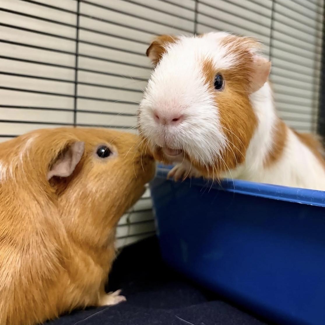Chai & Latte, a Adoptable mixed breed in Oakland, CA image 2/6