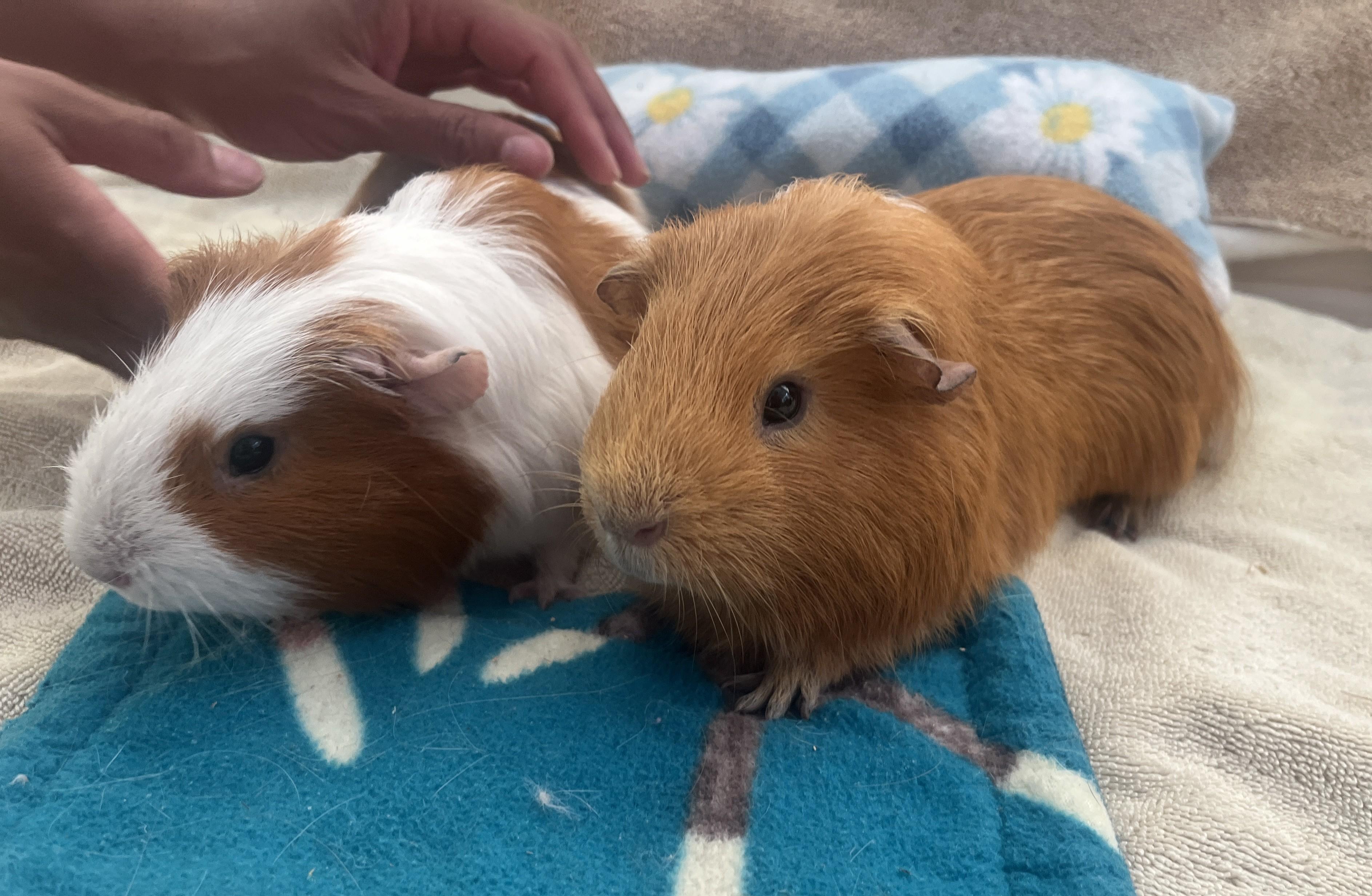 Chai & Latte, a Adoptable mixed breed in Oakland, CA image 5/6