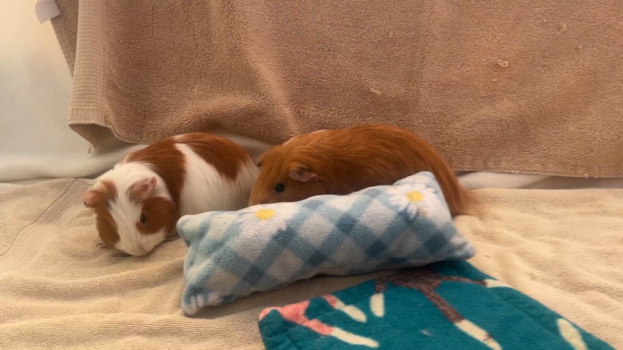 Enlarge Chai & Latte, a Adoptable mixed breed in Oakland, CA video 6/6