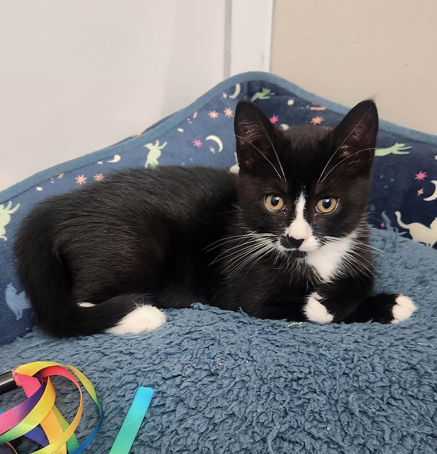 Poppy, Baby Female Domestic Short Hair