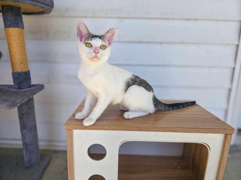 Fluffy Muffin, Adoptable, Kitten Female Domestic Short Hair.