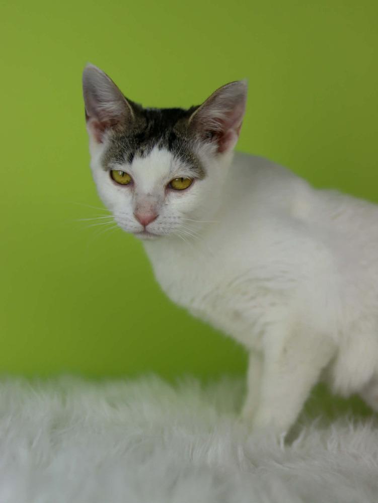 Enlarge Fluffy Muffin, a Adoptable Domestic Short Hair in Lewisburg, TN image 2/2