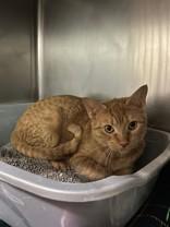 Enlarge Taegan, a ADOPTABLE Domestic Short Hair in Manitowoc, WI image 1/1