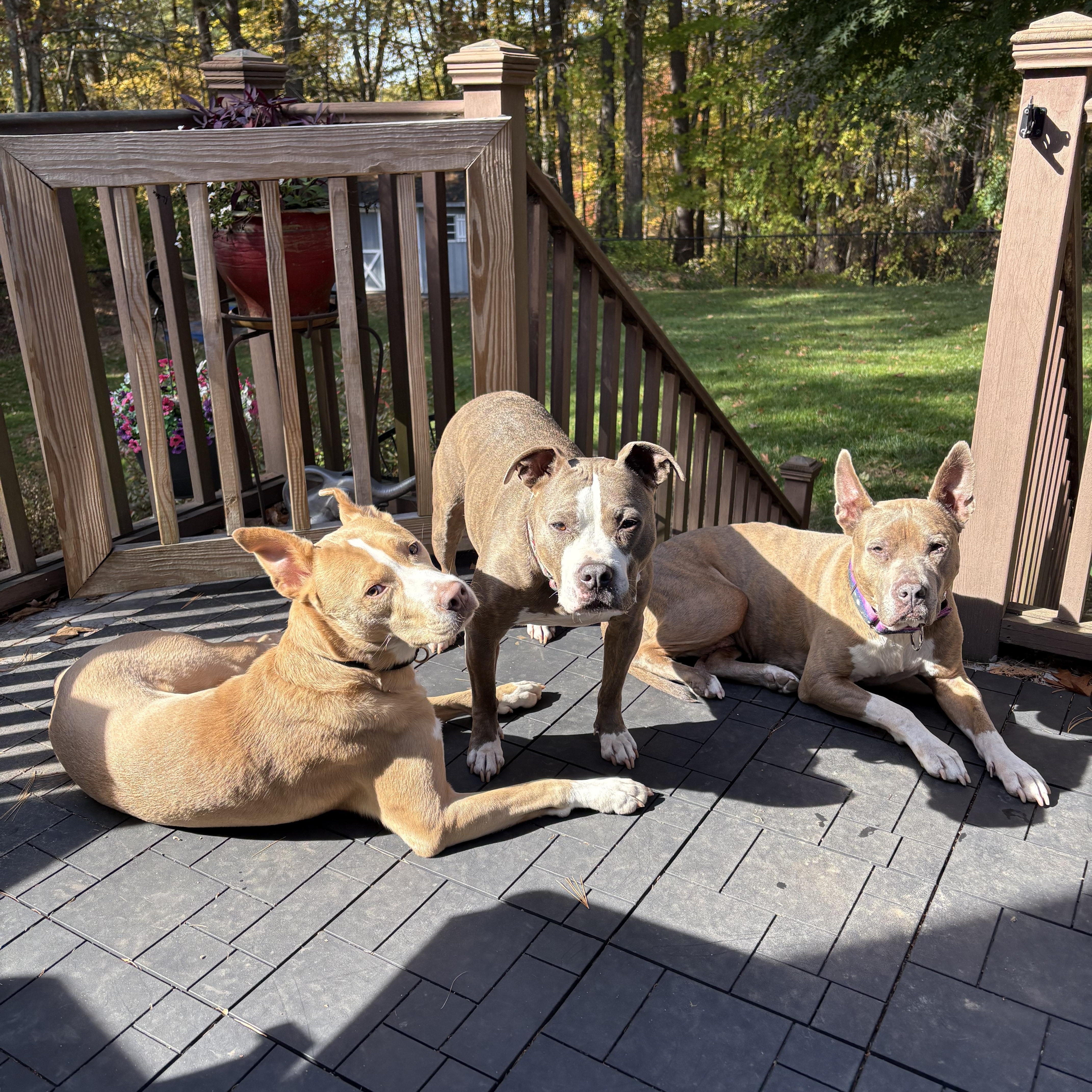 Odie, a Adoptable mixed breed in Nutting Lake, MA image 2/6