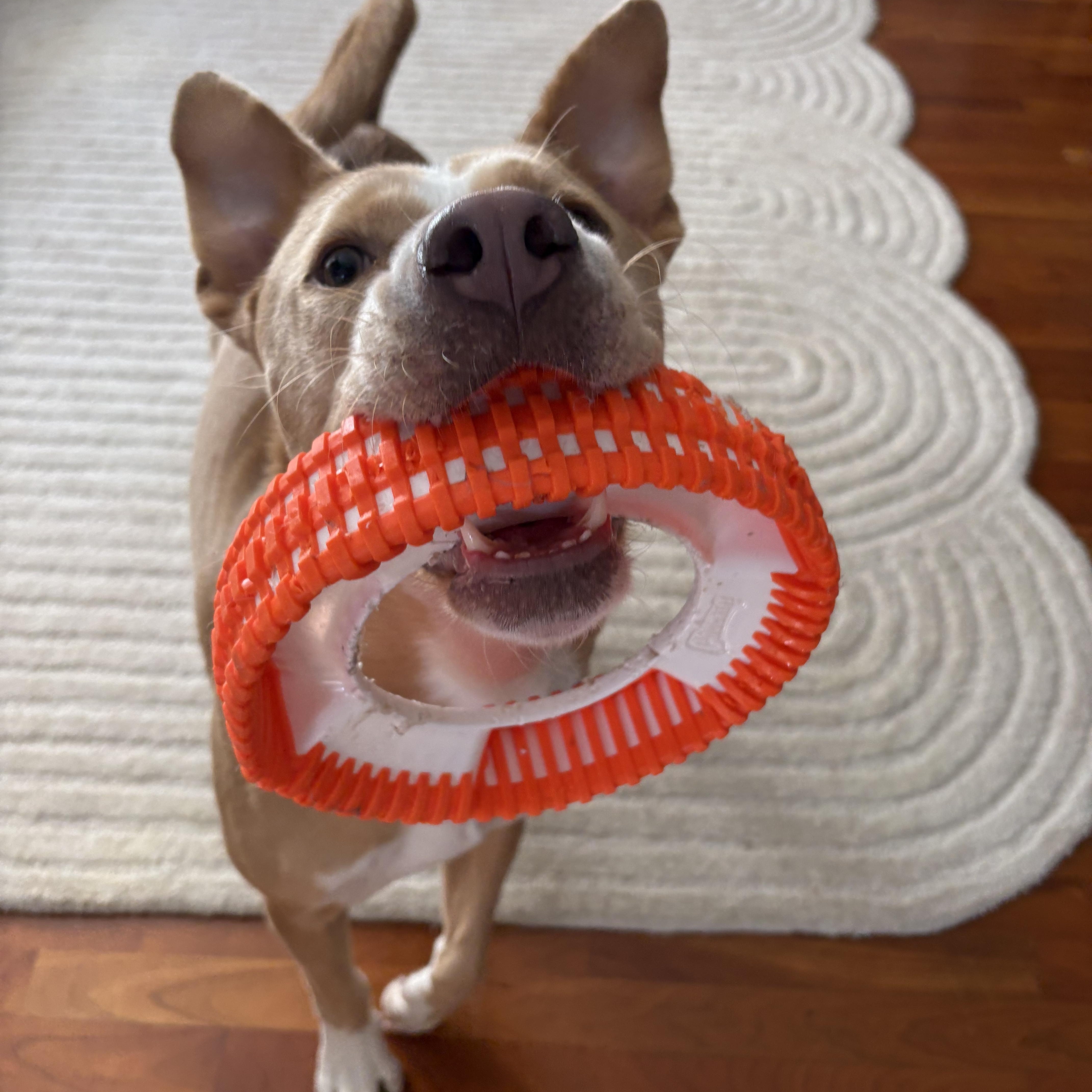 Odie, a Adoptable mixed breed in Nutting Lake, MA image 3/6