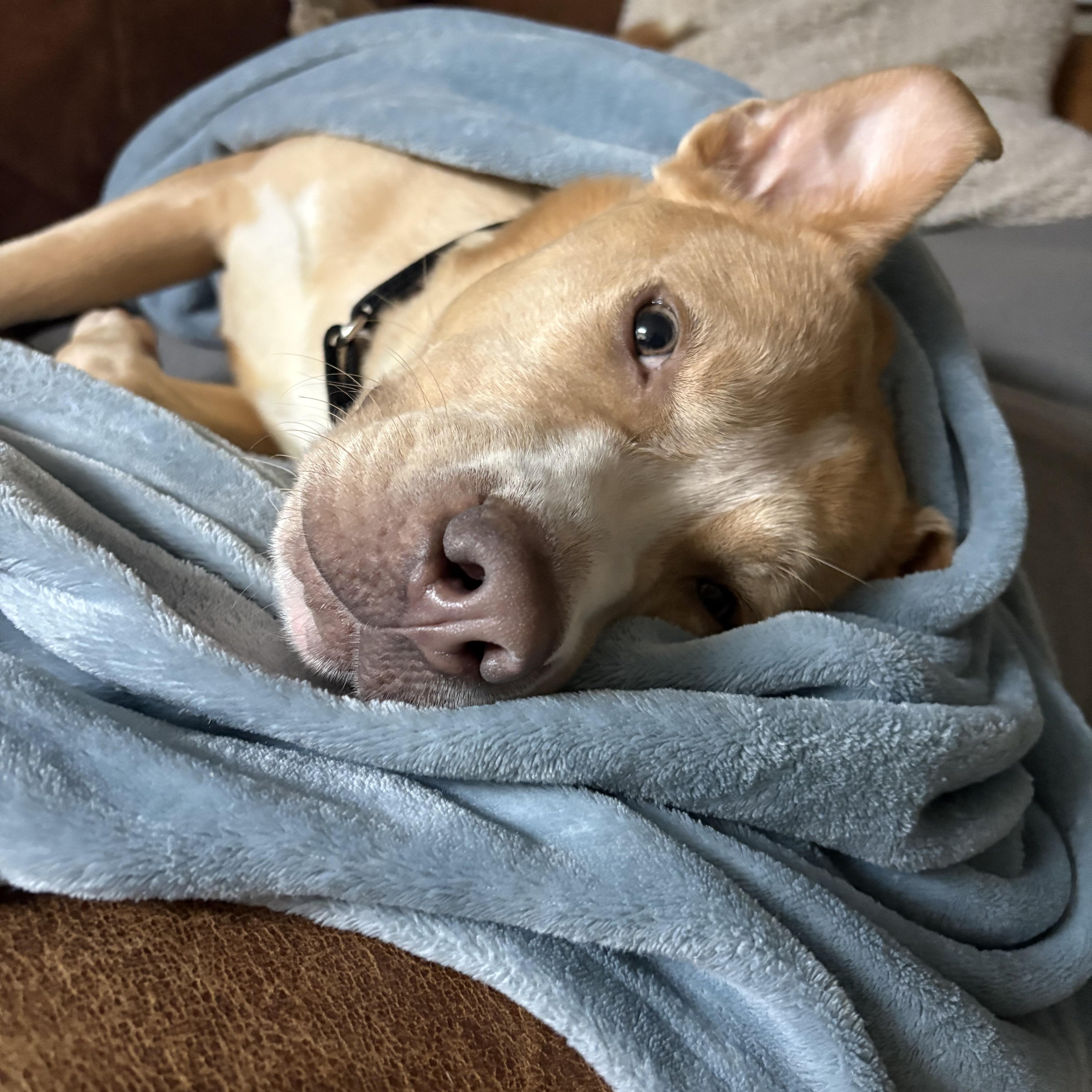 Odie, a Adoptable mixed breed in Nutting Lake, MA image 5/6