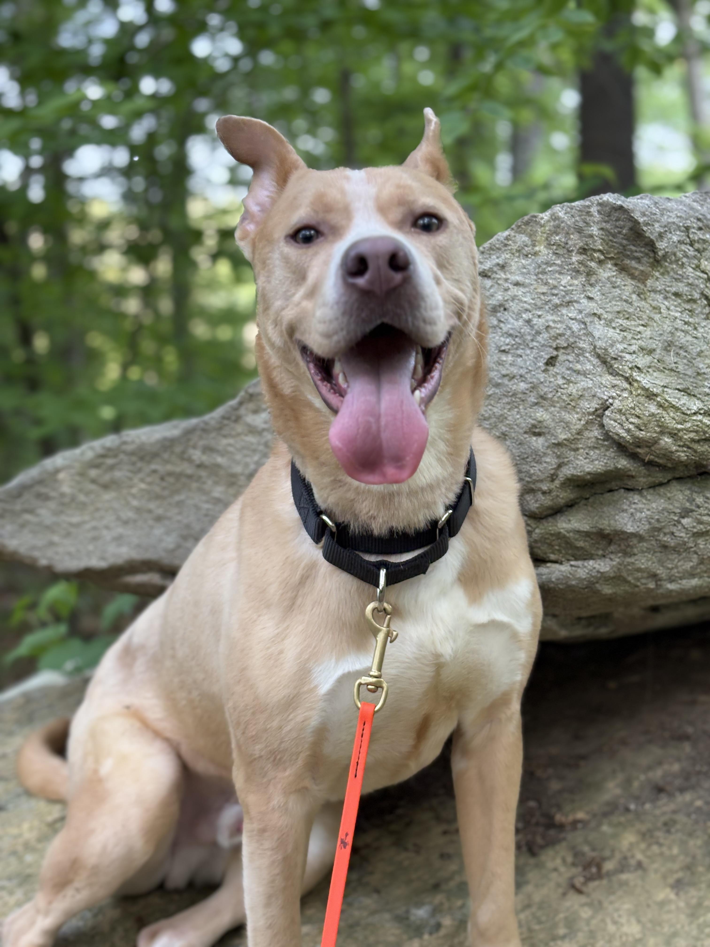 Odie, a Adoptable mixed breed in Nutting Lake, MA image 6/6