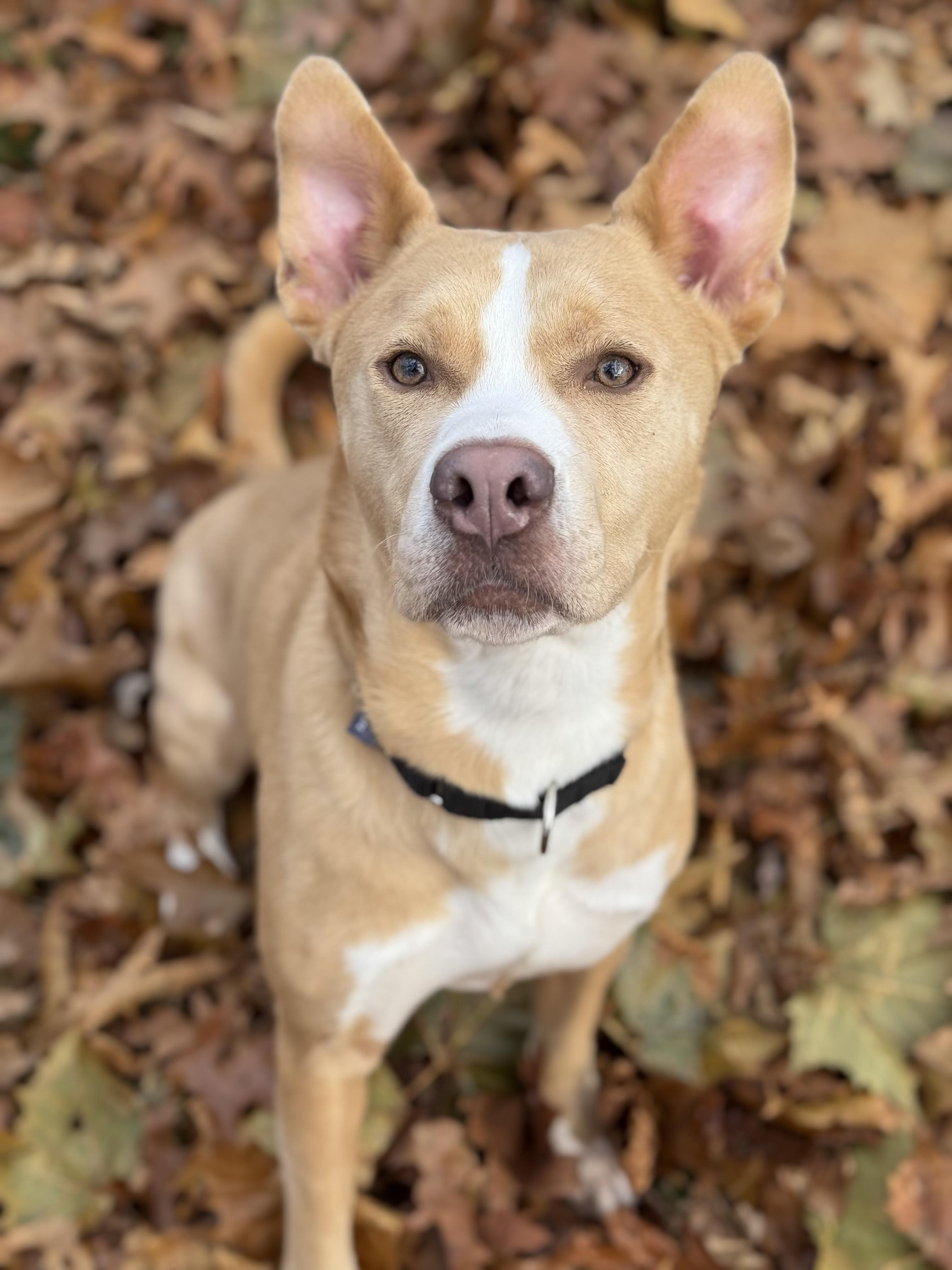 Odie, a Adoptable mixed breed in Nutting Lake, MA image 1/6