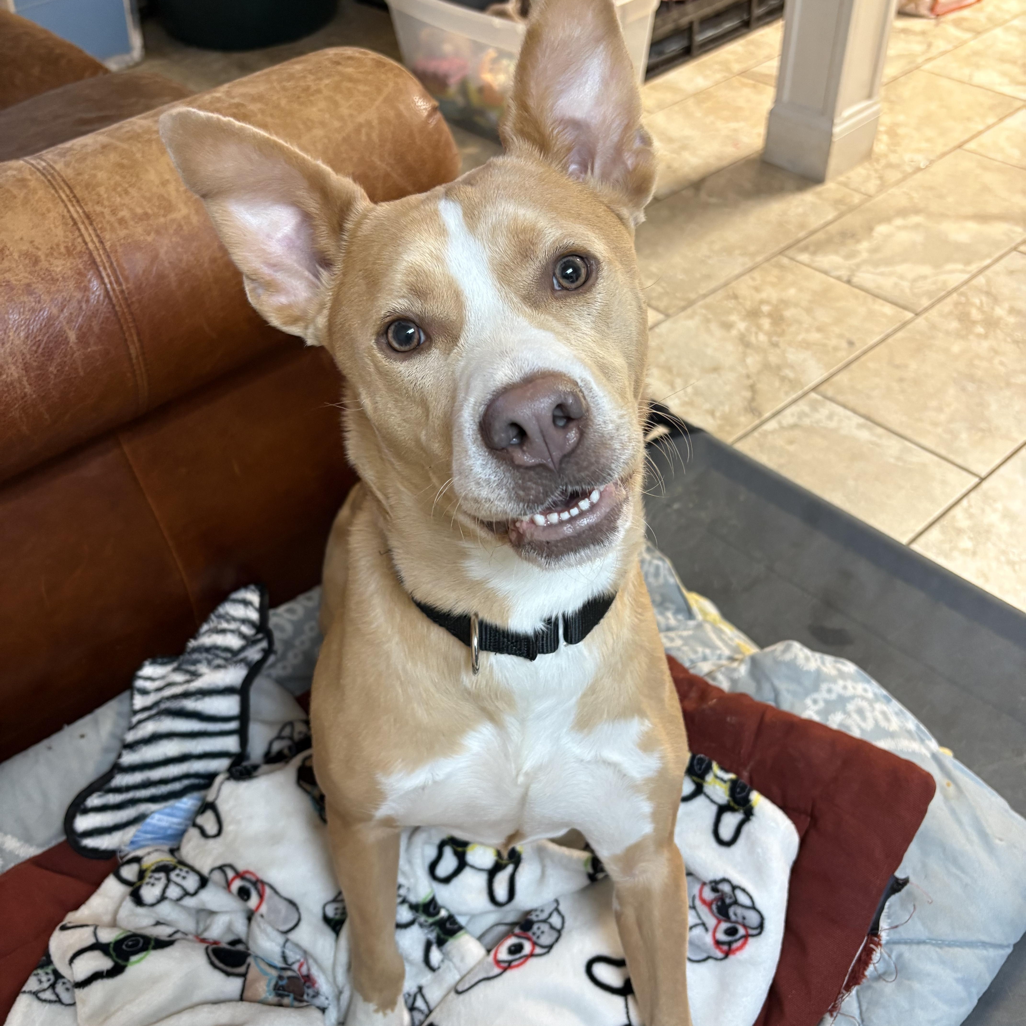 Odie, a Adoptable mixed breed in Nutting Lake, MA image 4/6