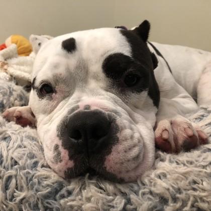 Enlarge Snortle, a Adoptable mixed breed in Richmond, VA image 3/6