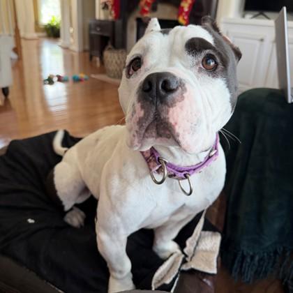 Enlarge Snortle, a Adoptable mixed breed in Richmond, VA image 6/6