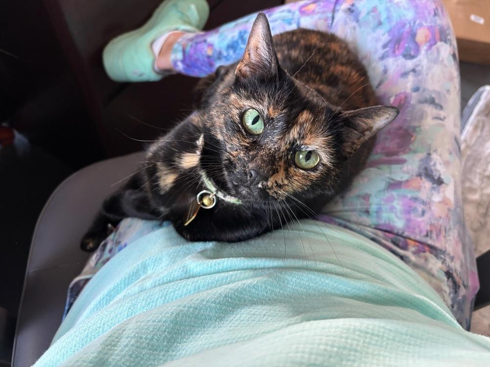 Enlarge Princess Peanut Butter (PB), a Adoptable Domestic Short Hair in Mooresville, NC image 1/6