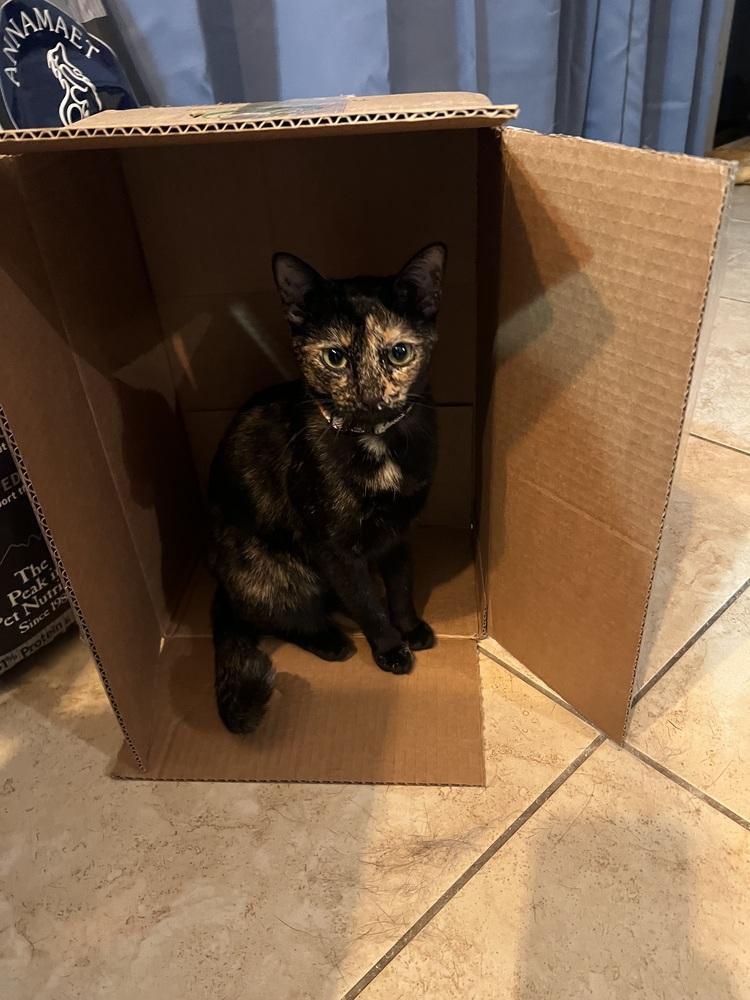 Enlarge Princess Peanut Butter (PB), a Adoptable Domestic Short Hair in Mooresville, NC image 1/6