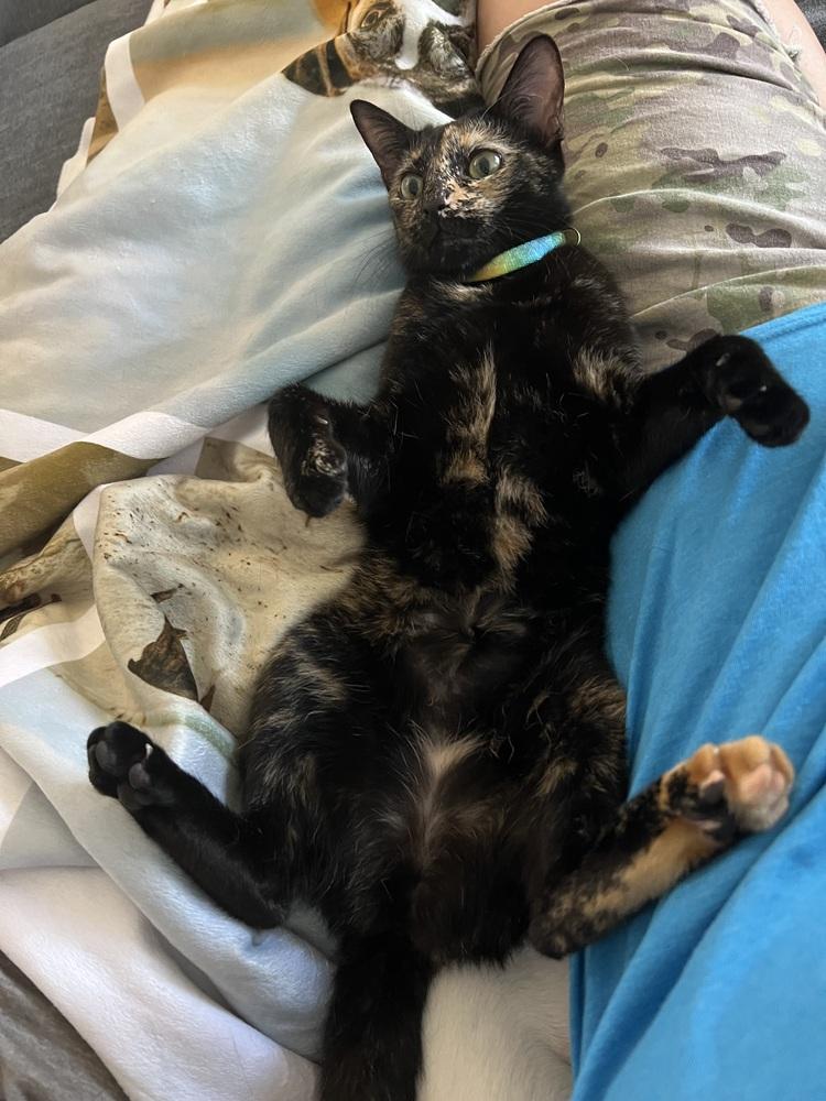 Enlarge Princess Peanut Butter (PB), a Adoptable Domestic Short Hair in Mooresville, NC image 2/6