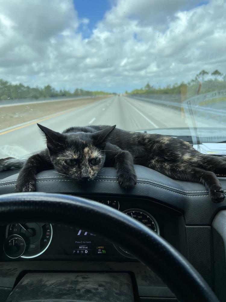 Enlarge Princess Peanut Butter (PB), a Adoptable Domestic Short Hair in Mooresville, NC image 3/6