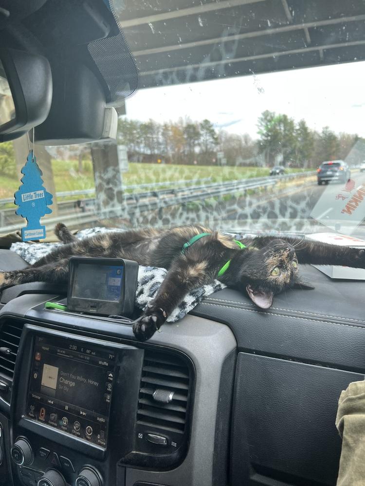 Enlarge Princess Peanut Butter (PB), a Adoptable Domestic Short Hair in Mooresville, NC image 4/6