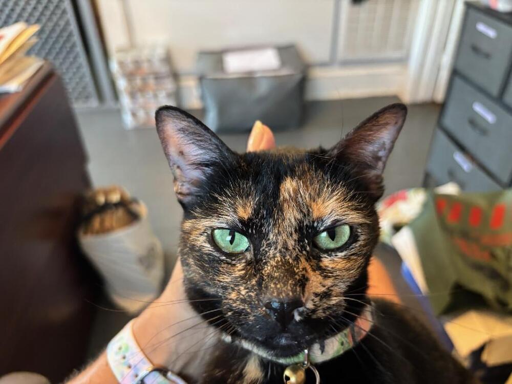 Enlarge Princess Peanut Butter (PB), a Adoptable Domestic Short Hair in Mooresville, NC image 5/6